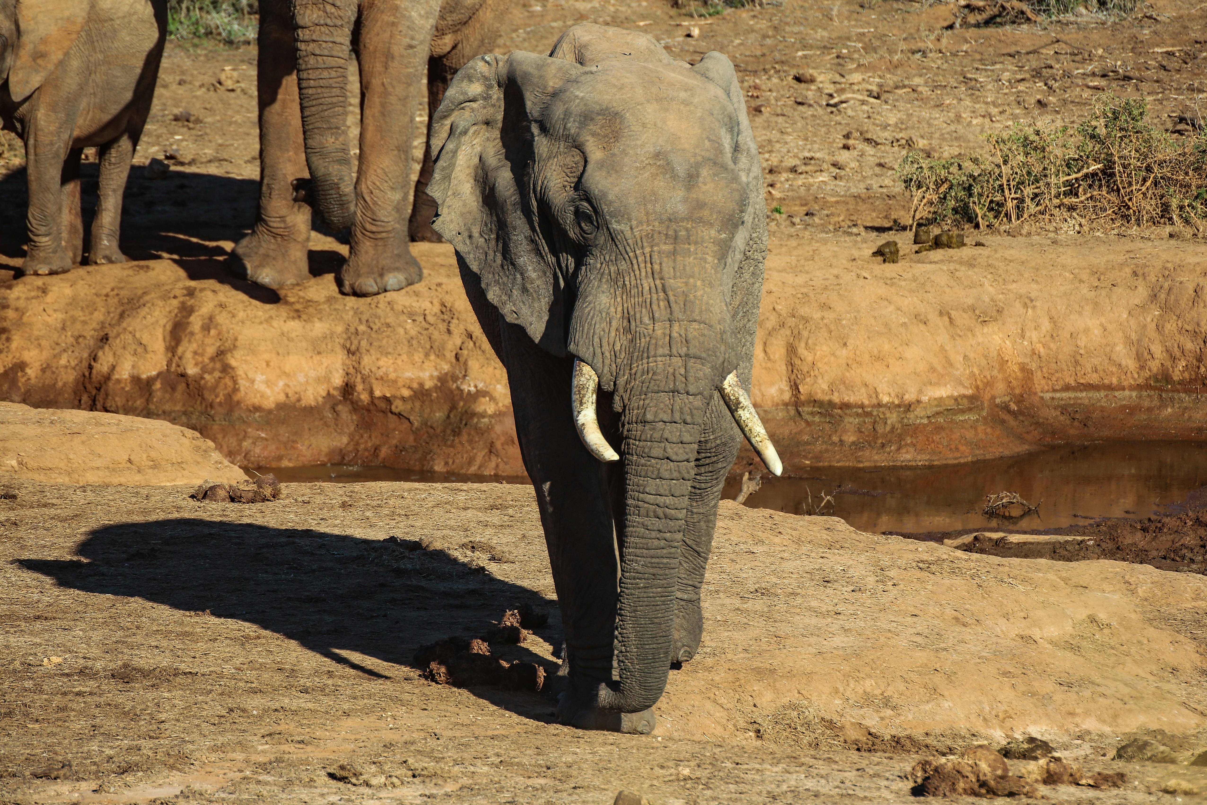 An African elephant walking on dry earth near a small muddy water hole