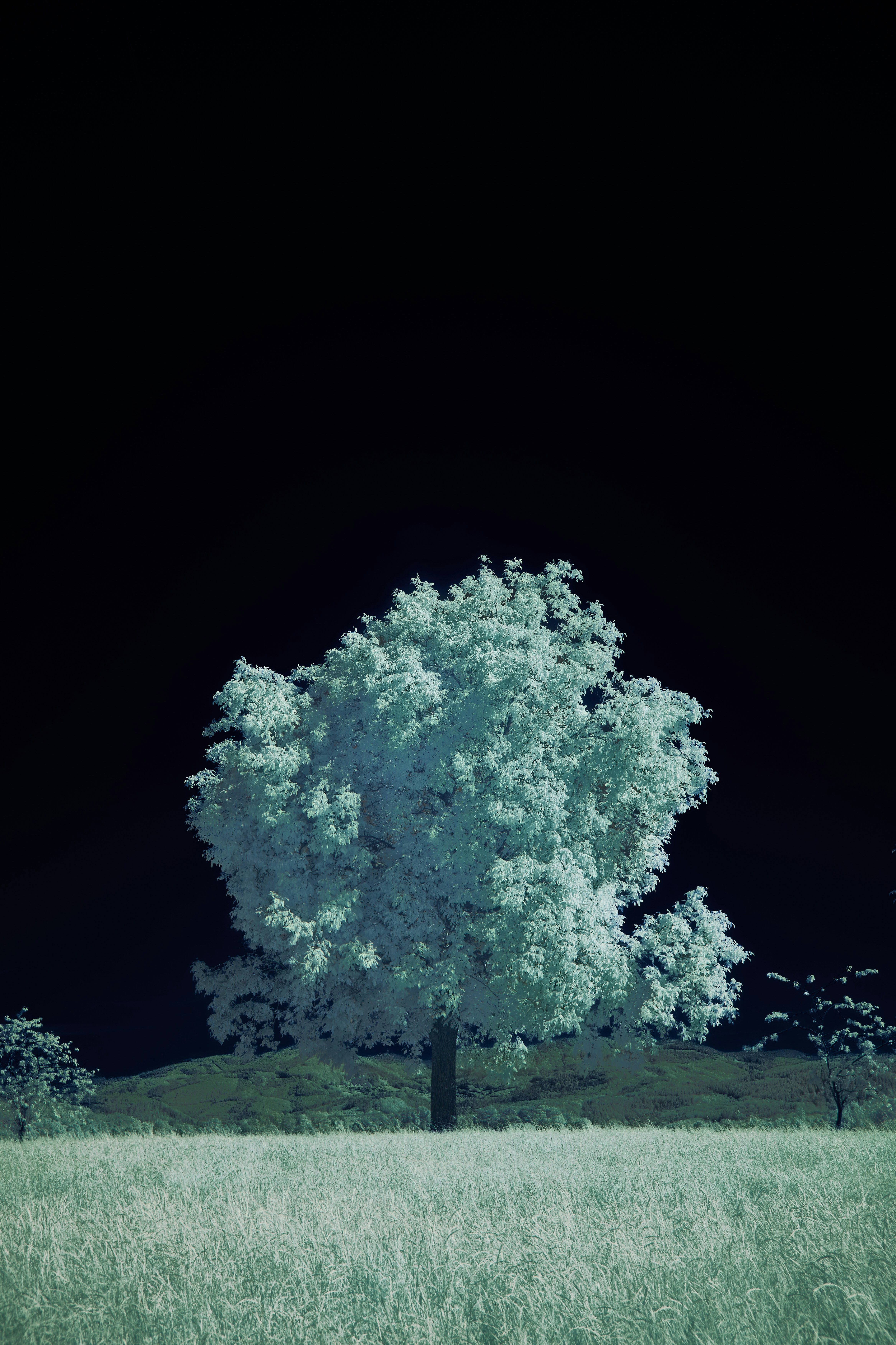 A tree with pale blue foliage in a grassy field against a black sky