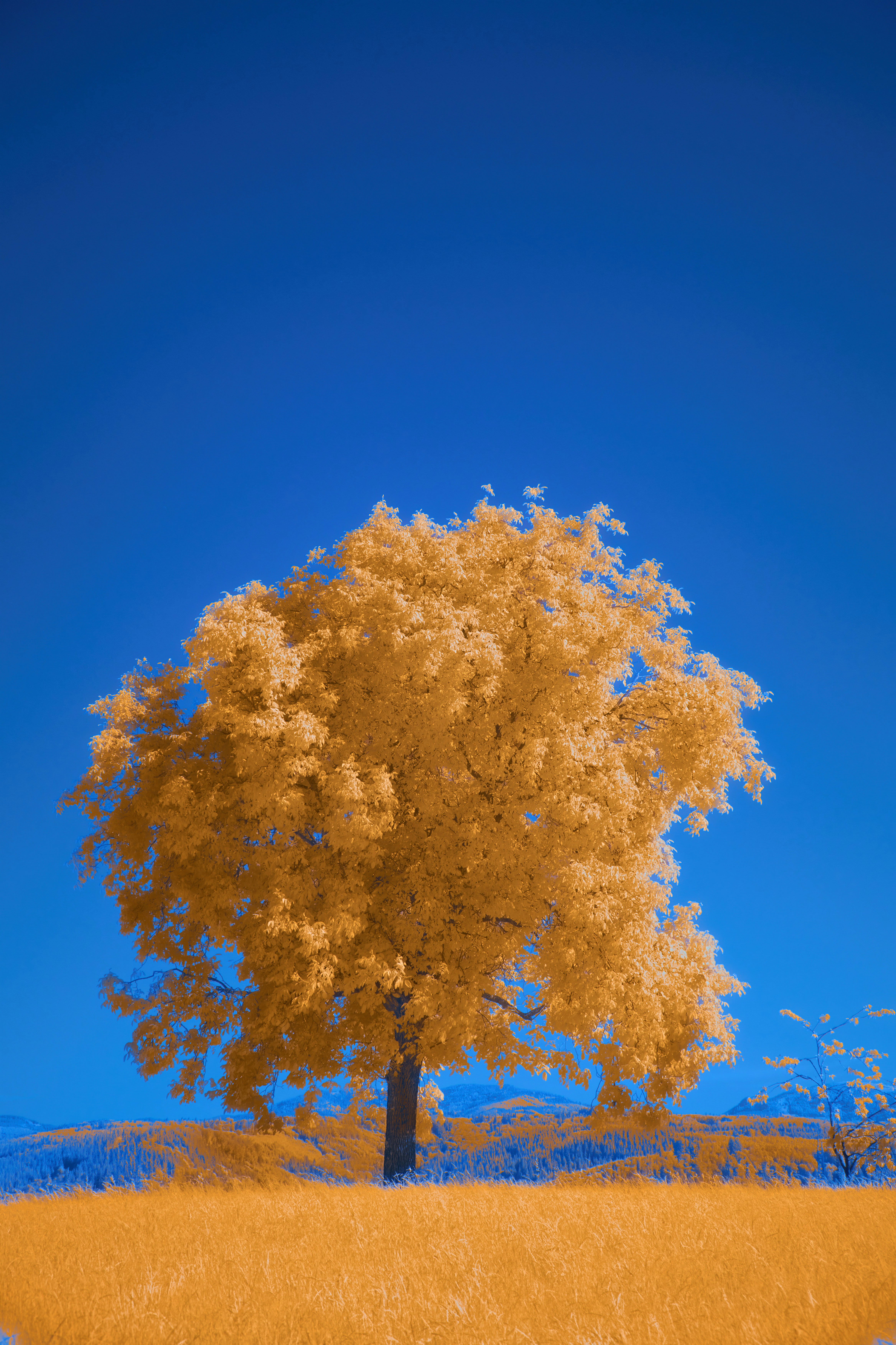 A golden tree in a field against a deep blue sky