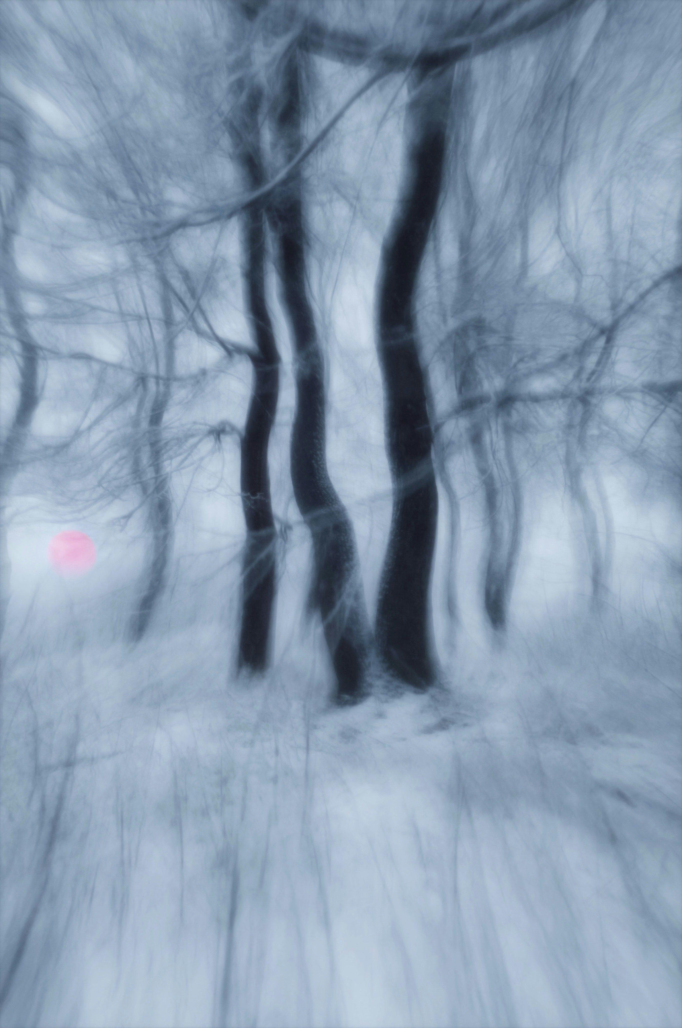 Dark tree trunks in a snowy forest with a soft pink sun