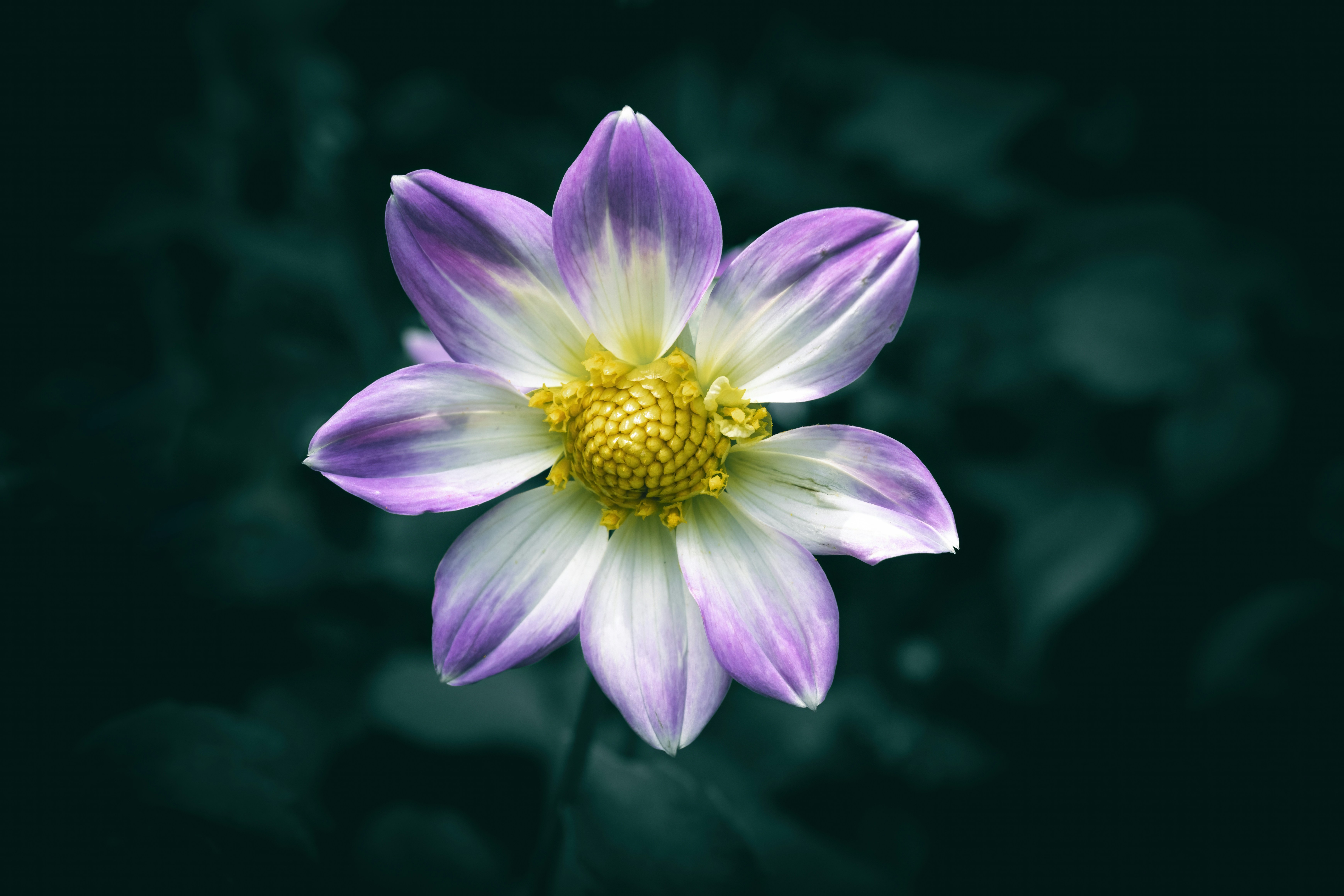 A single dahlia flower with purple and white petals and a yellow center