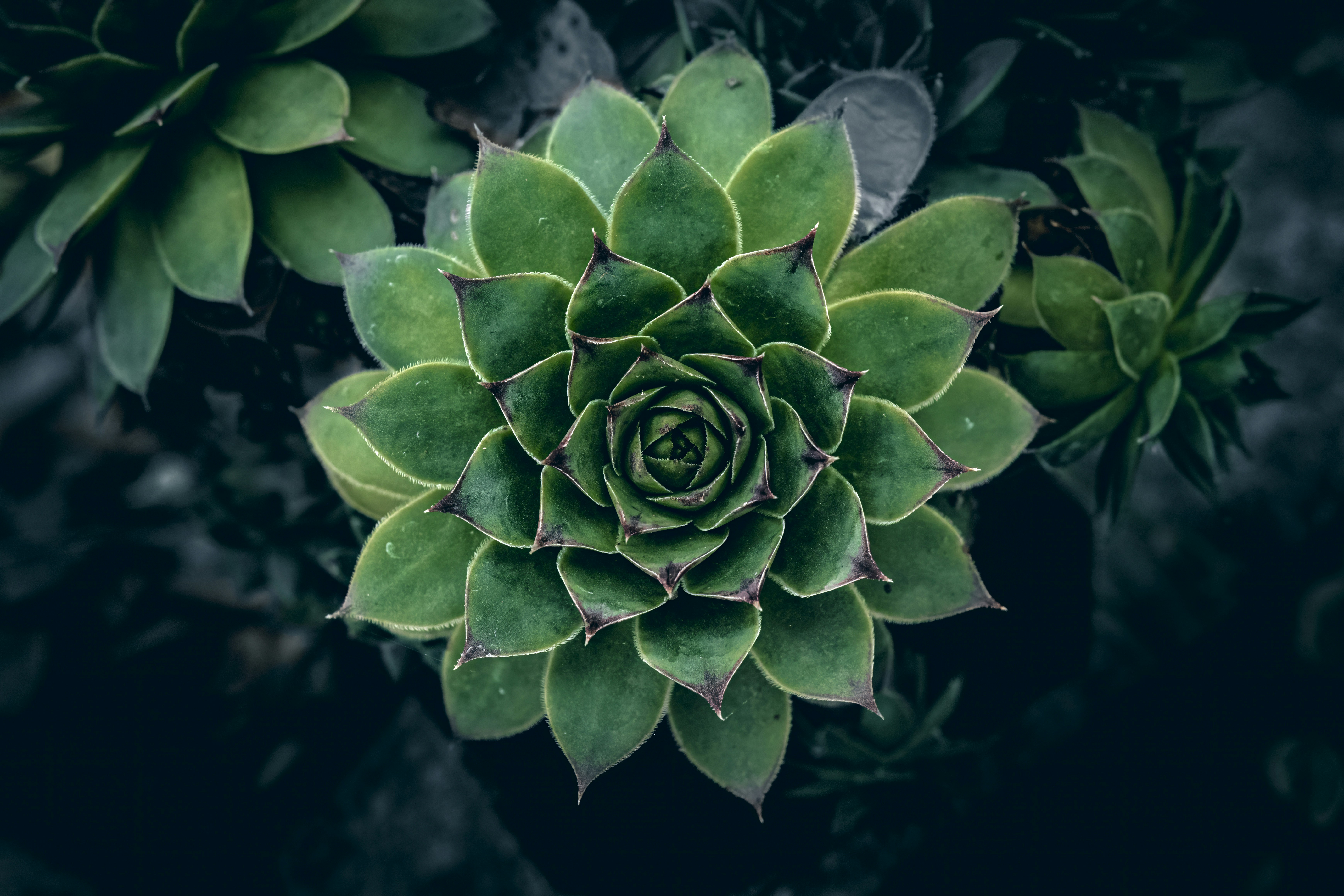 A green sempervivum succulent with pointed leaves arranged in a symmetrical rosette pattern