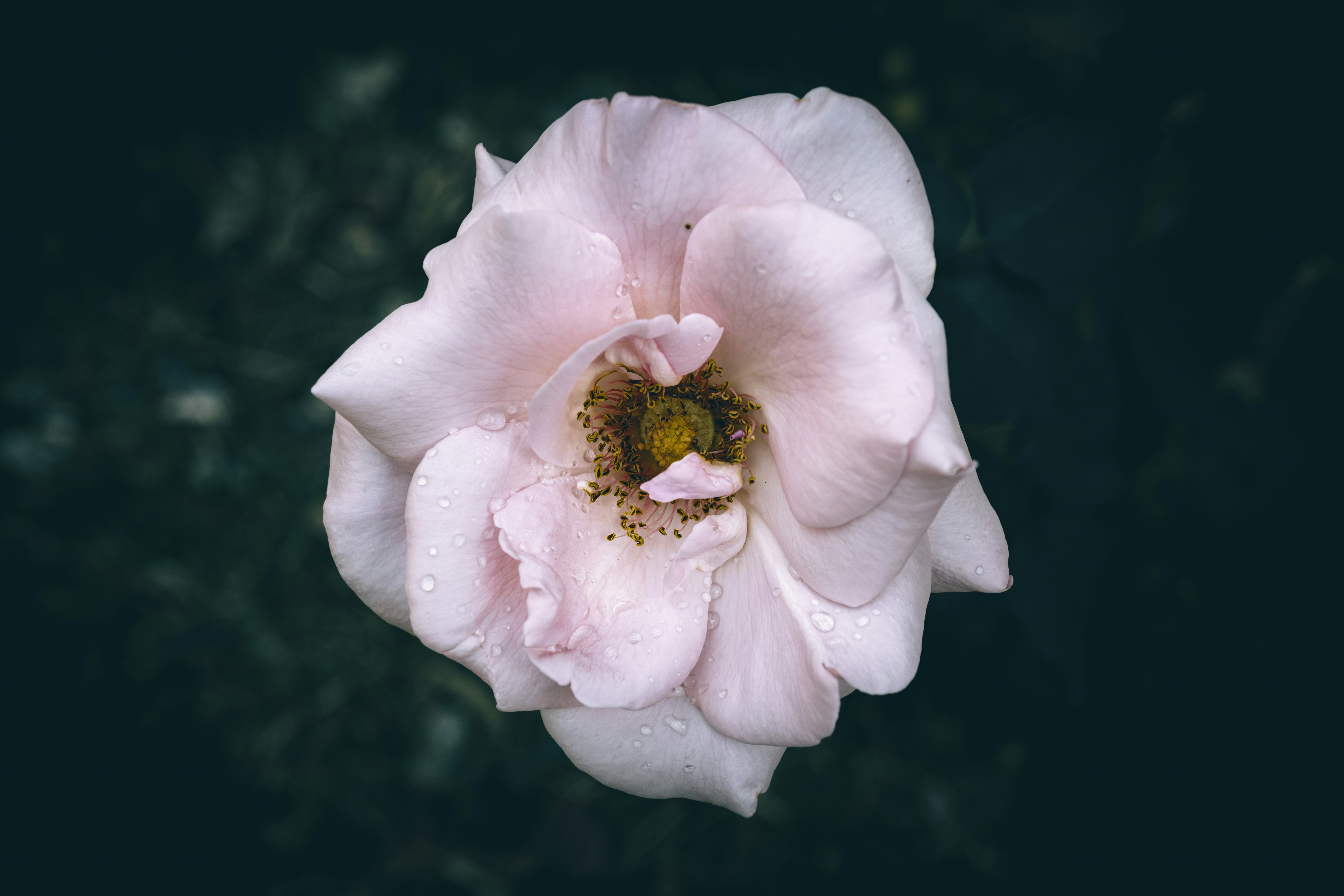 A pale pink rose with water droplets on its petals against dark foliage