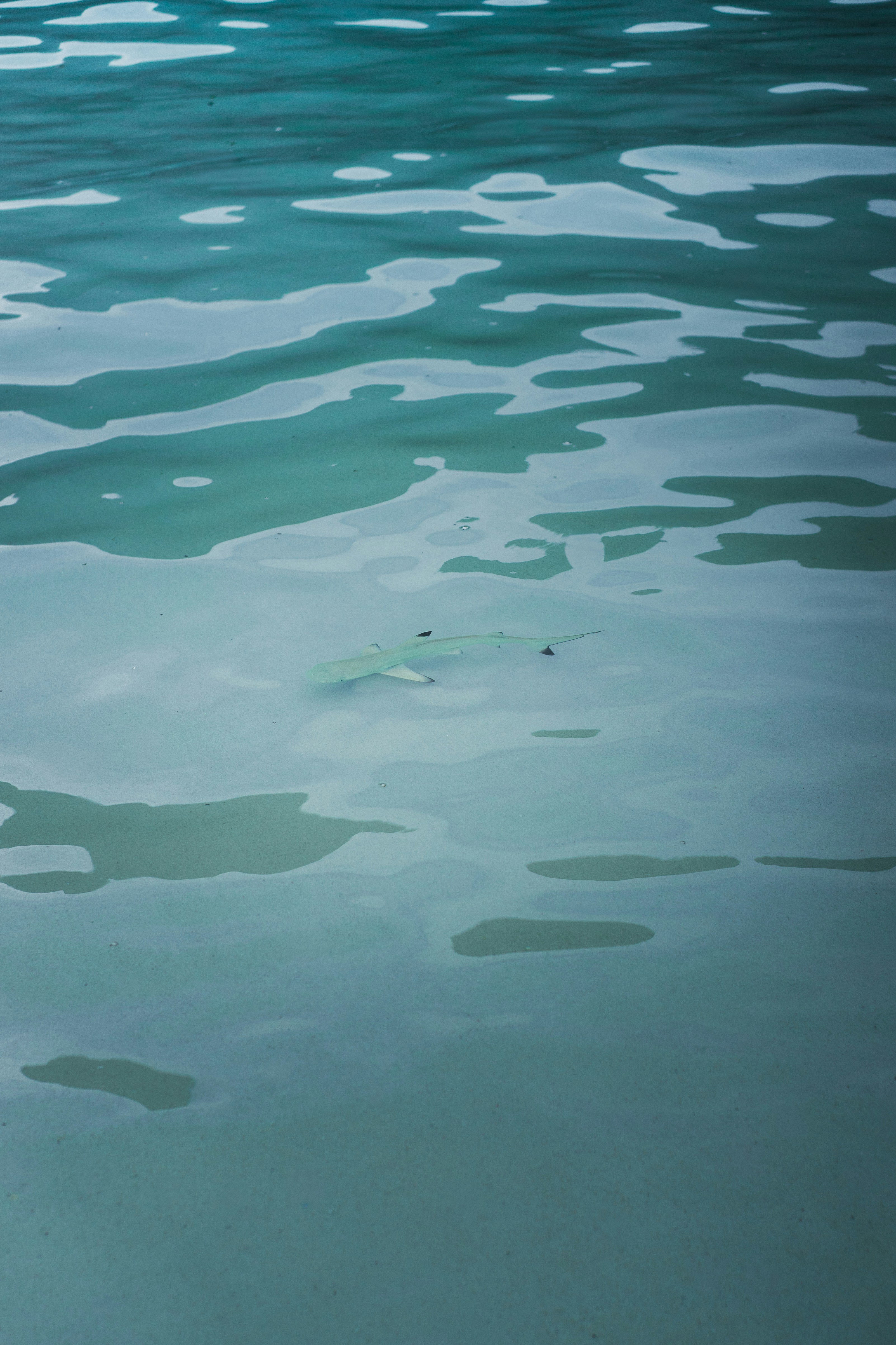 A small shark swimming just below the surface of clear turquoise water