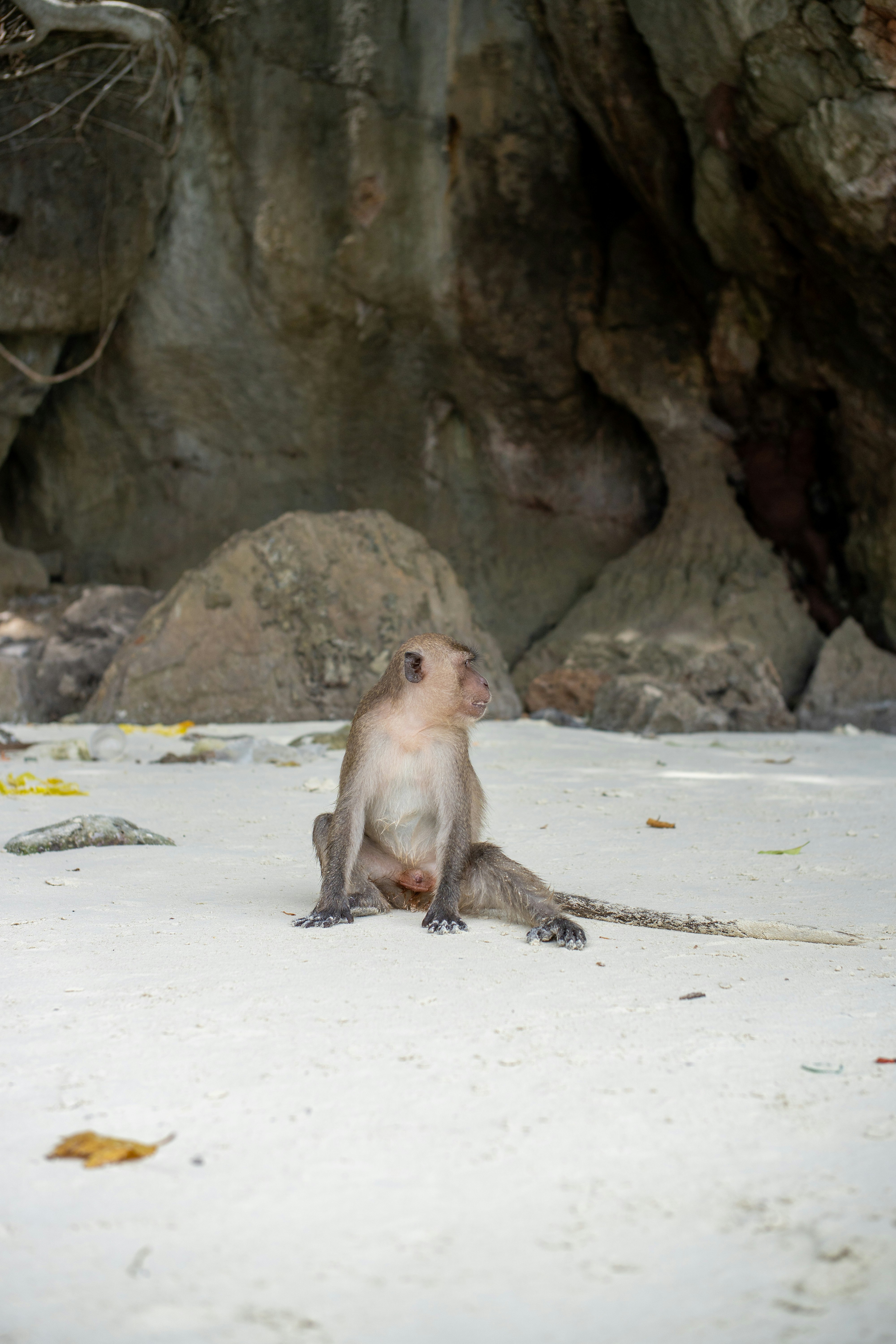 A macaque sitting on a white sandy beach in front of a rocky cliff