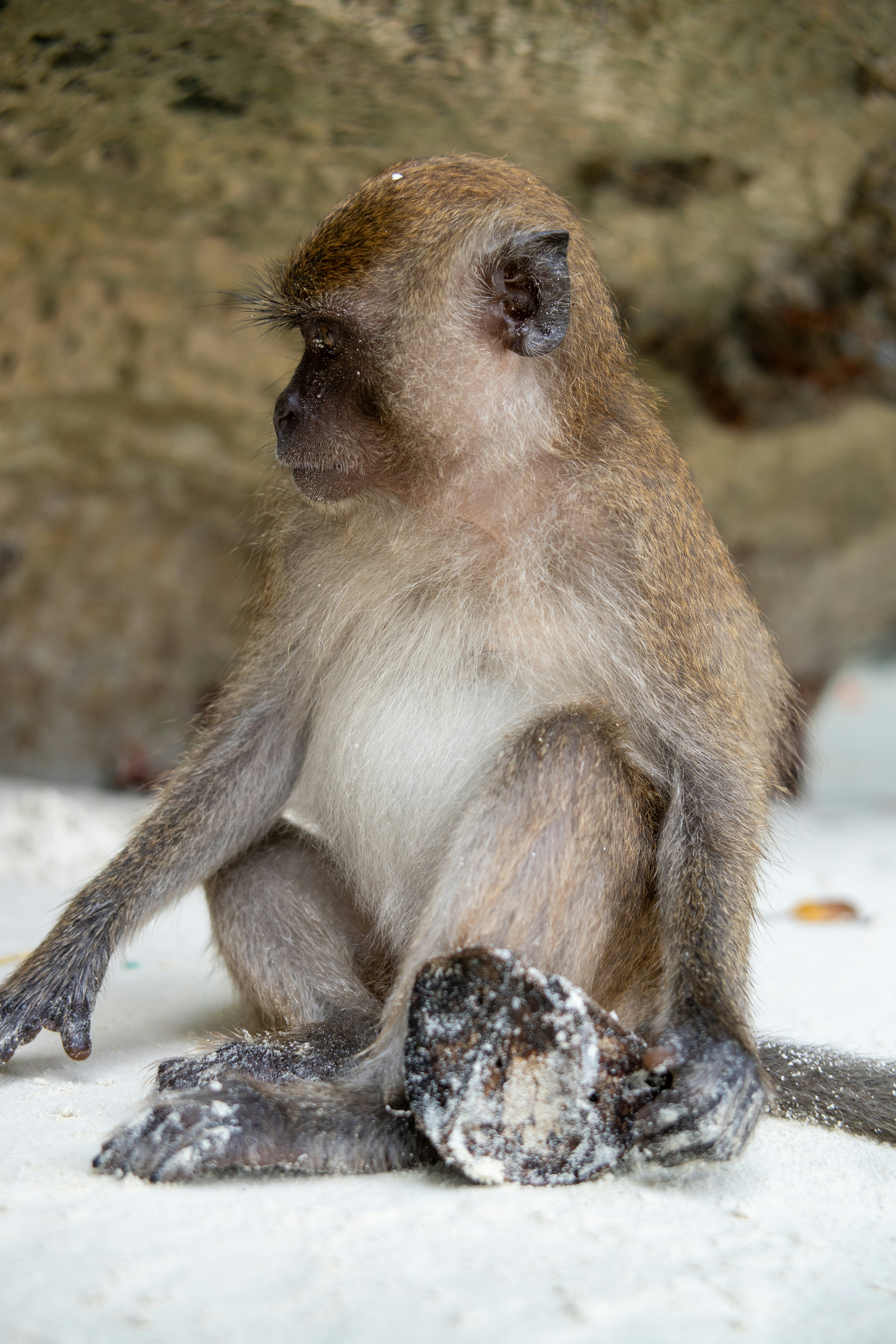 A small brown monkey with a white chest on a sandy beach