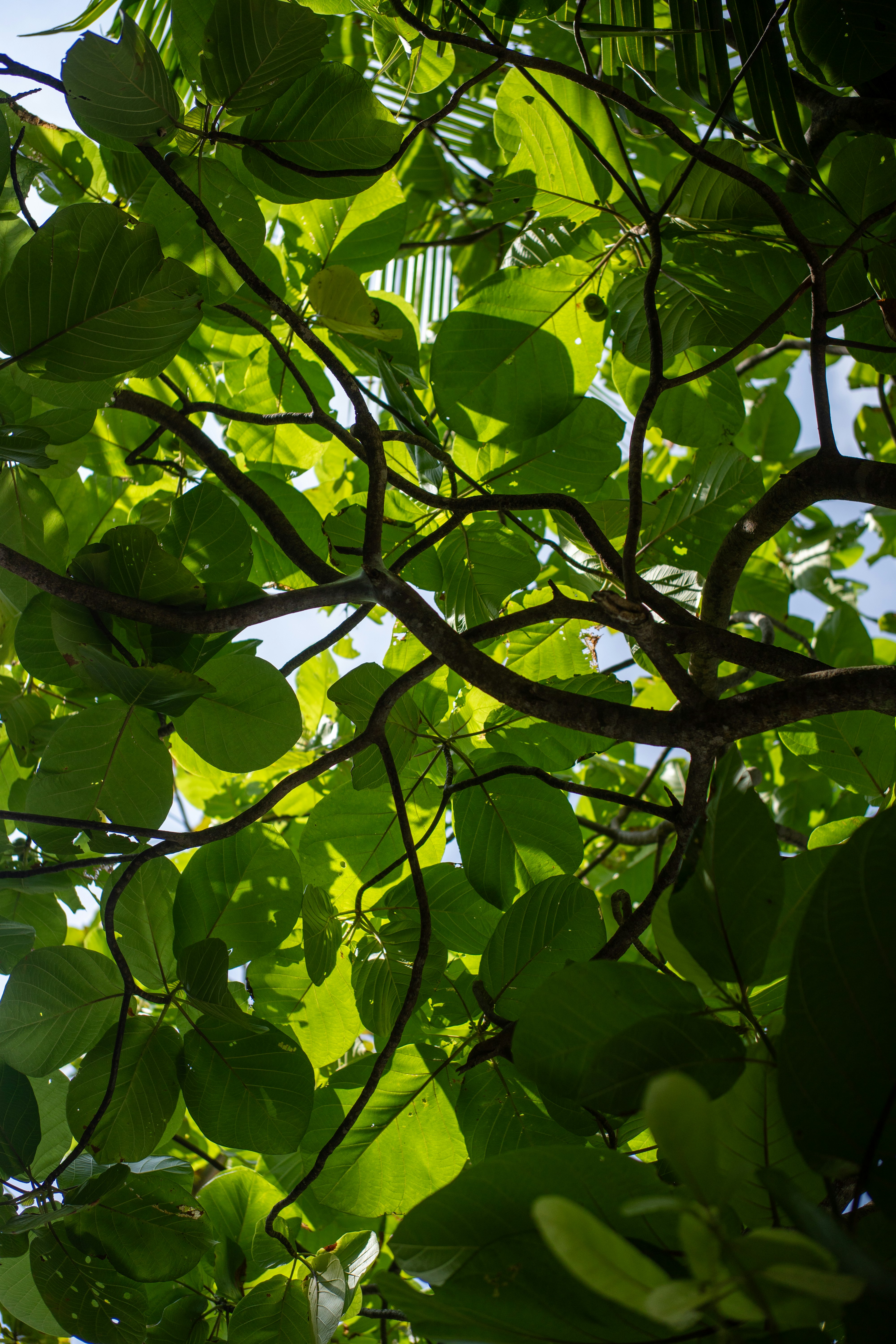 Sunlight filtering through the dense green leaves and dark branches of a tree