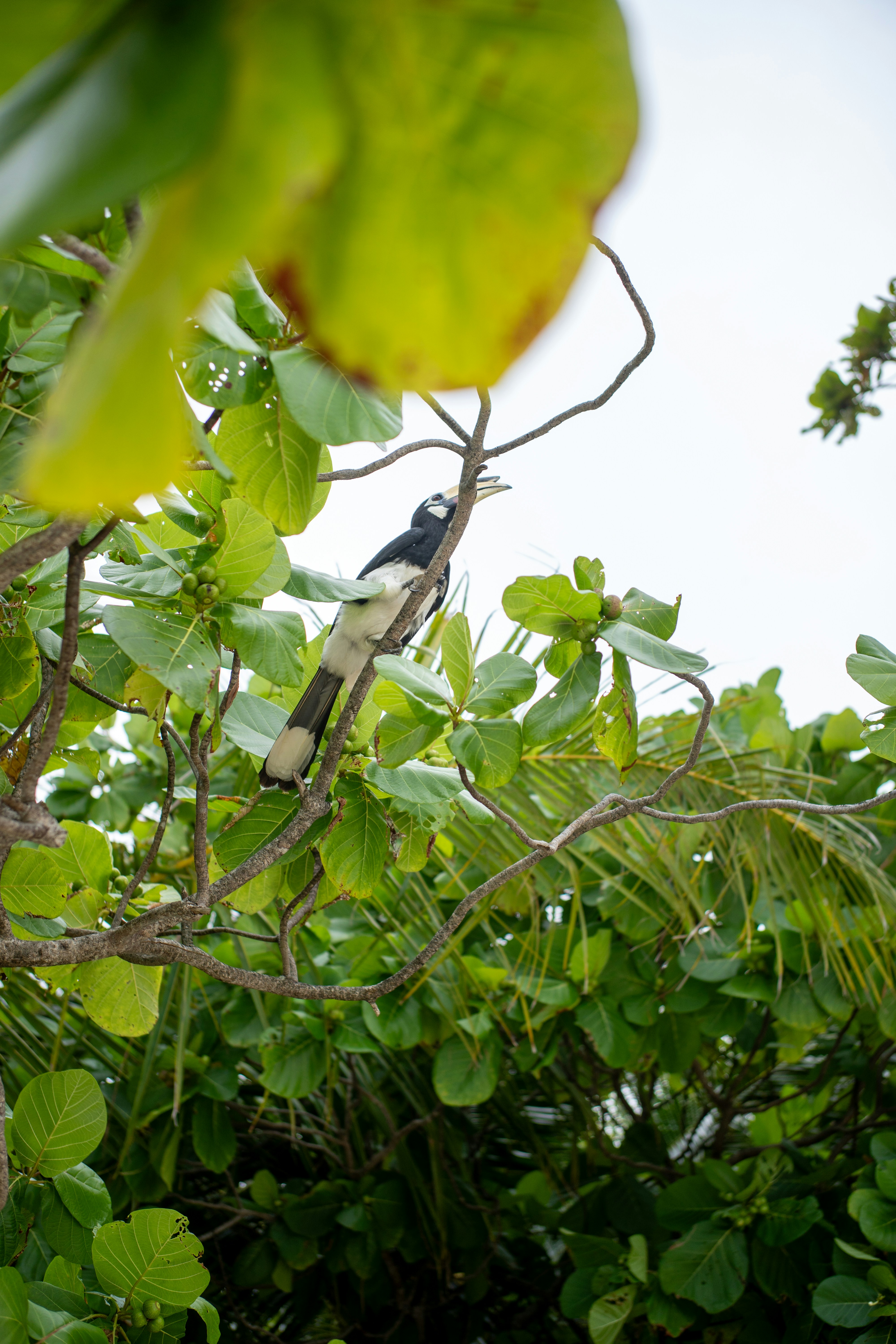 An oriental pied hornbill perched on a leafy branch in a tree