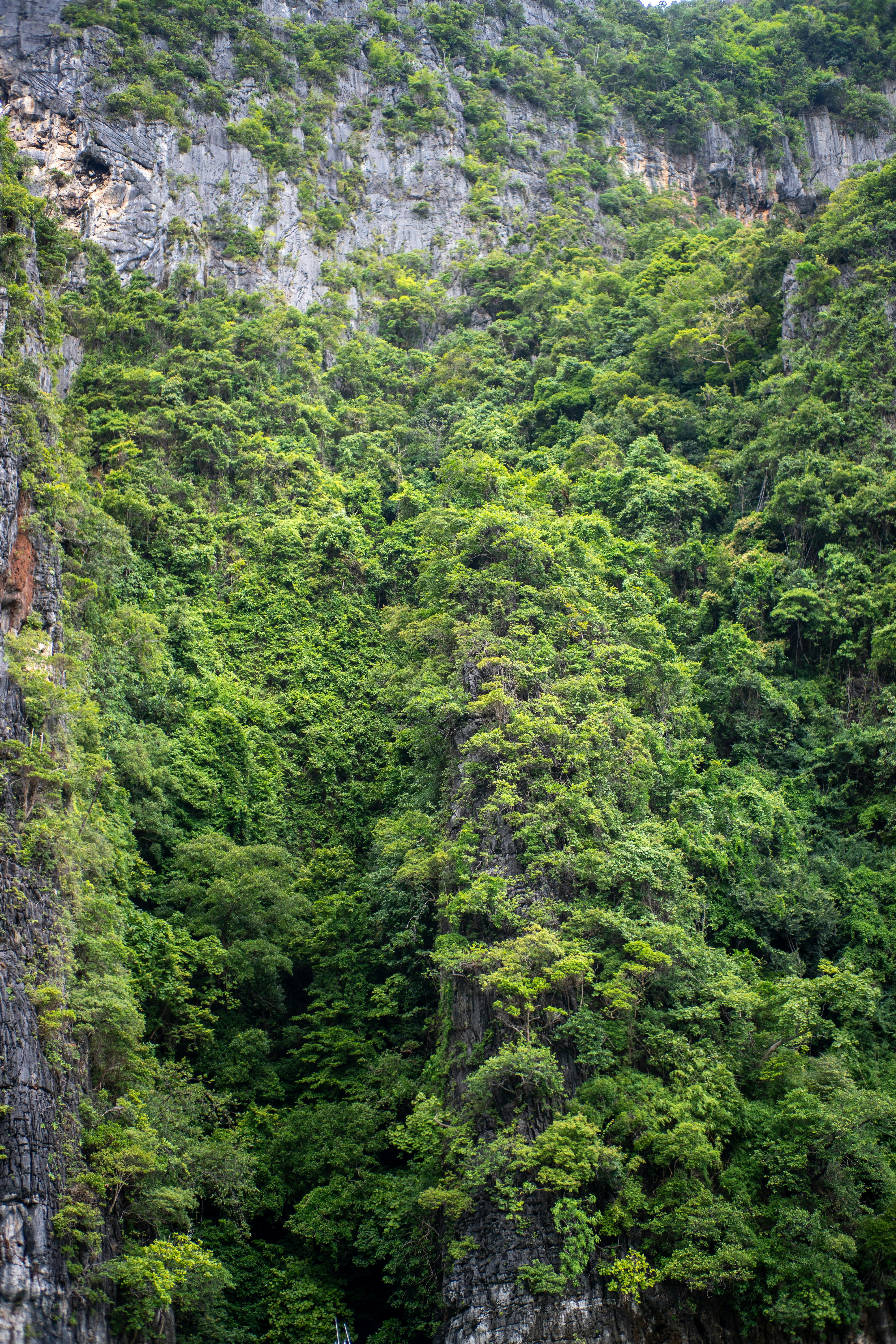 Dense green forest covering the steep rocky cliffs of a limestone mountain