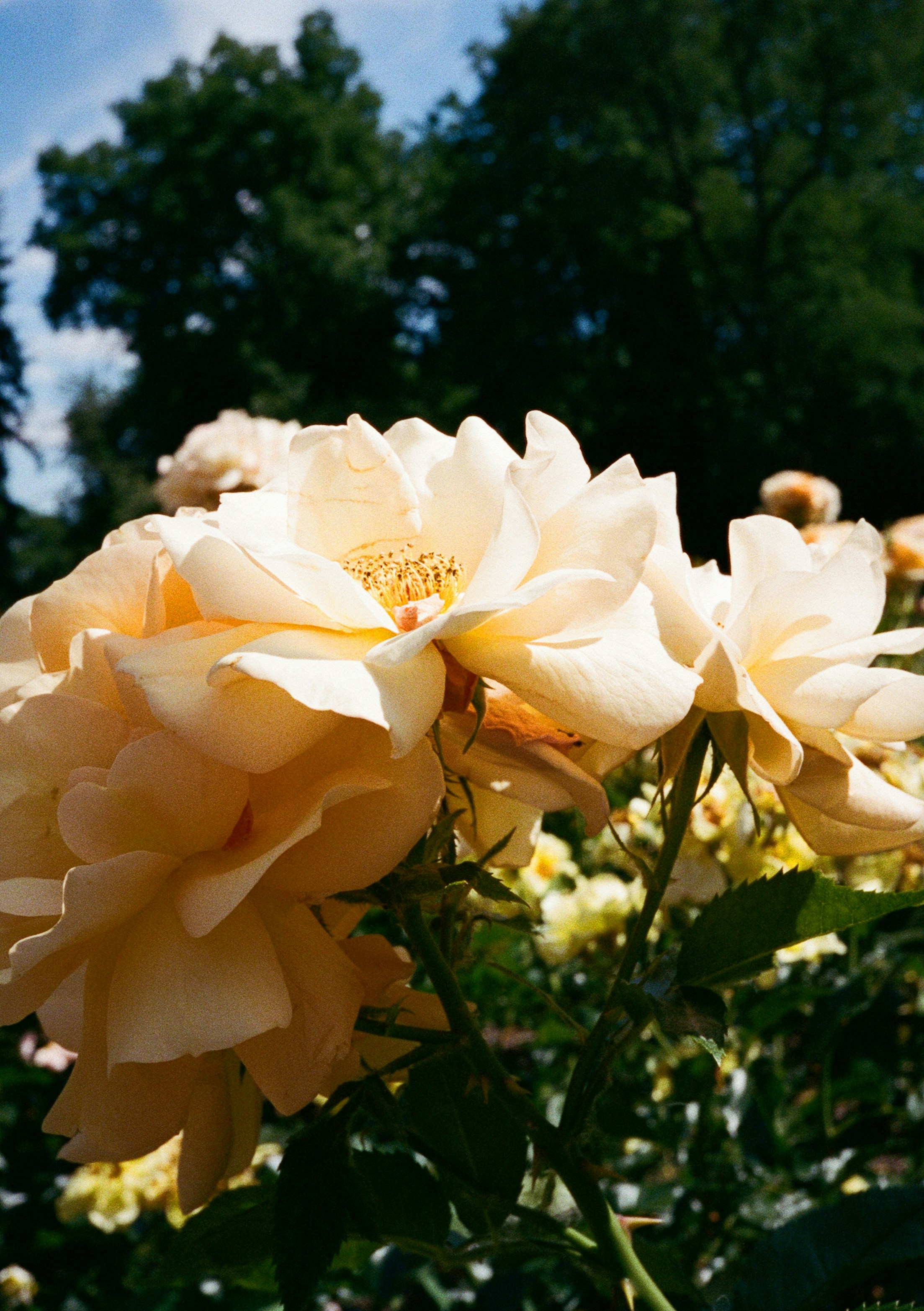 Pale yellow roses in bloom under bright sunlight in a garden in Budapest