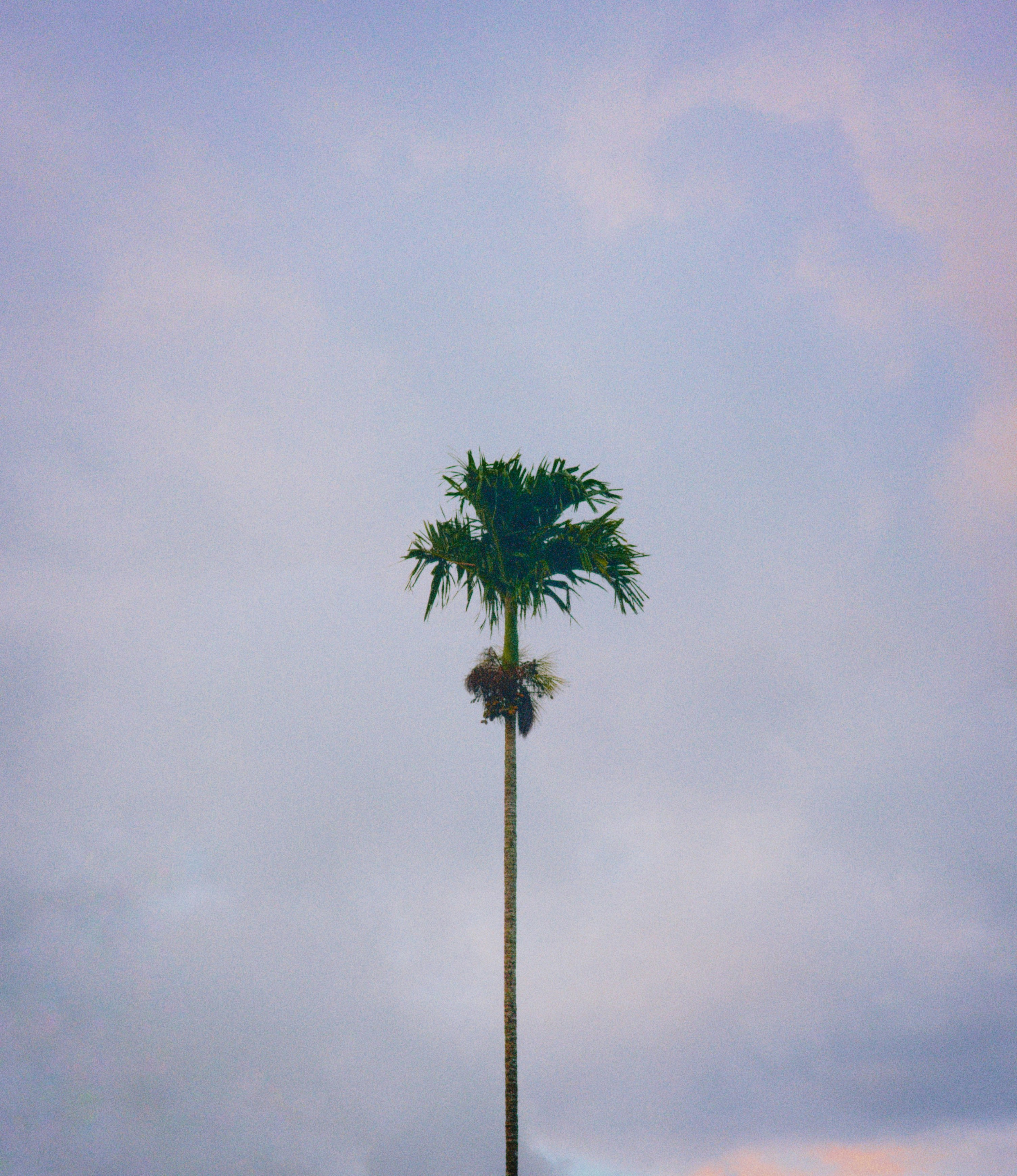 Palm tree in pastel sky