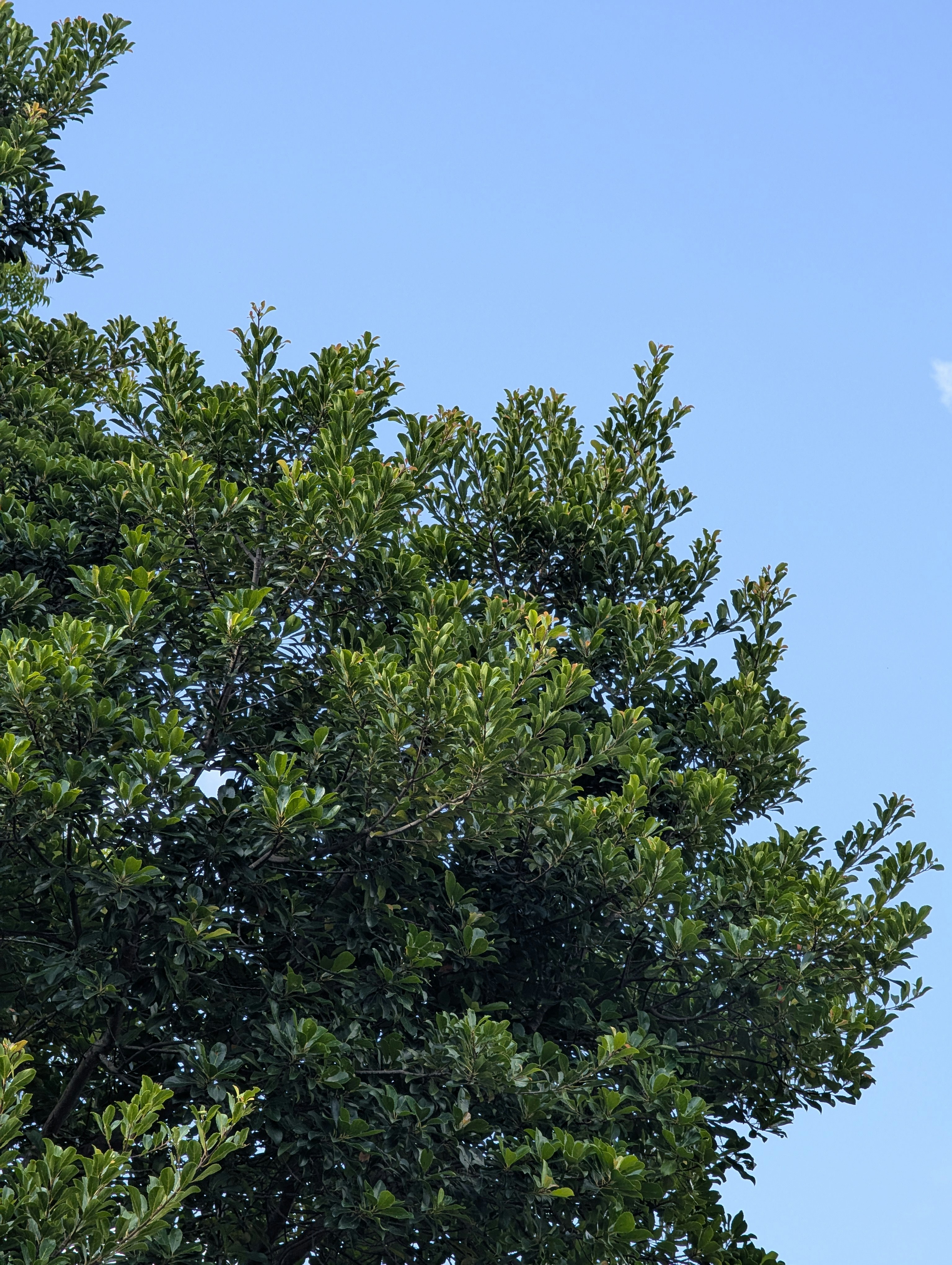 A tree over blue sky