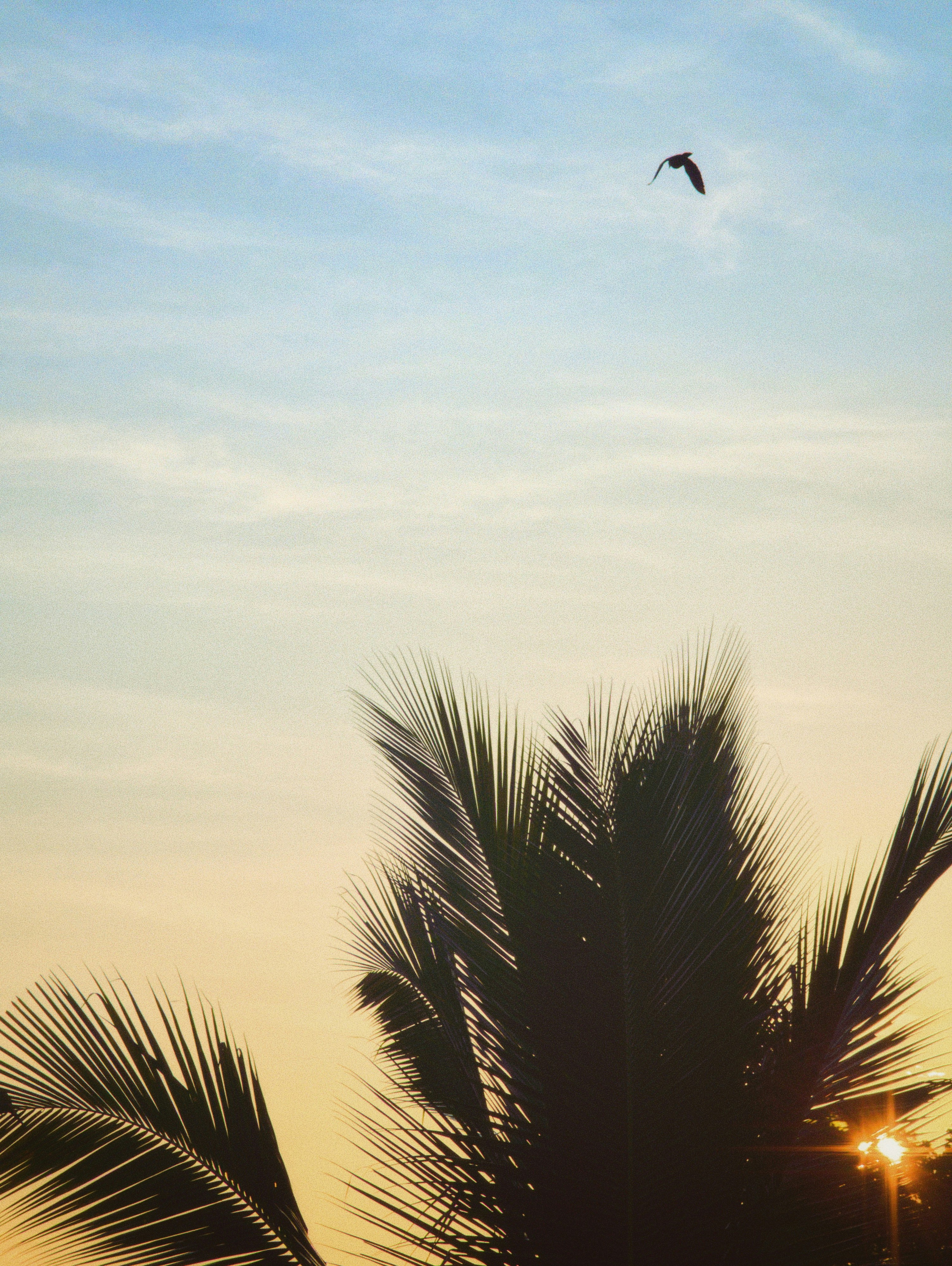 Sunset through palm leaves