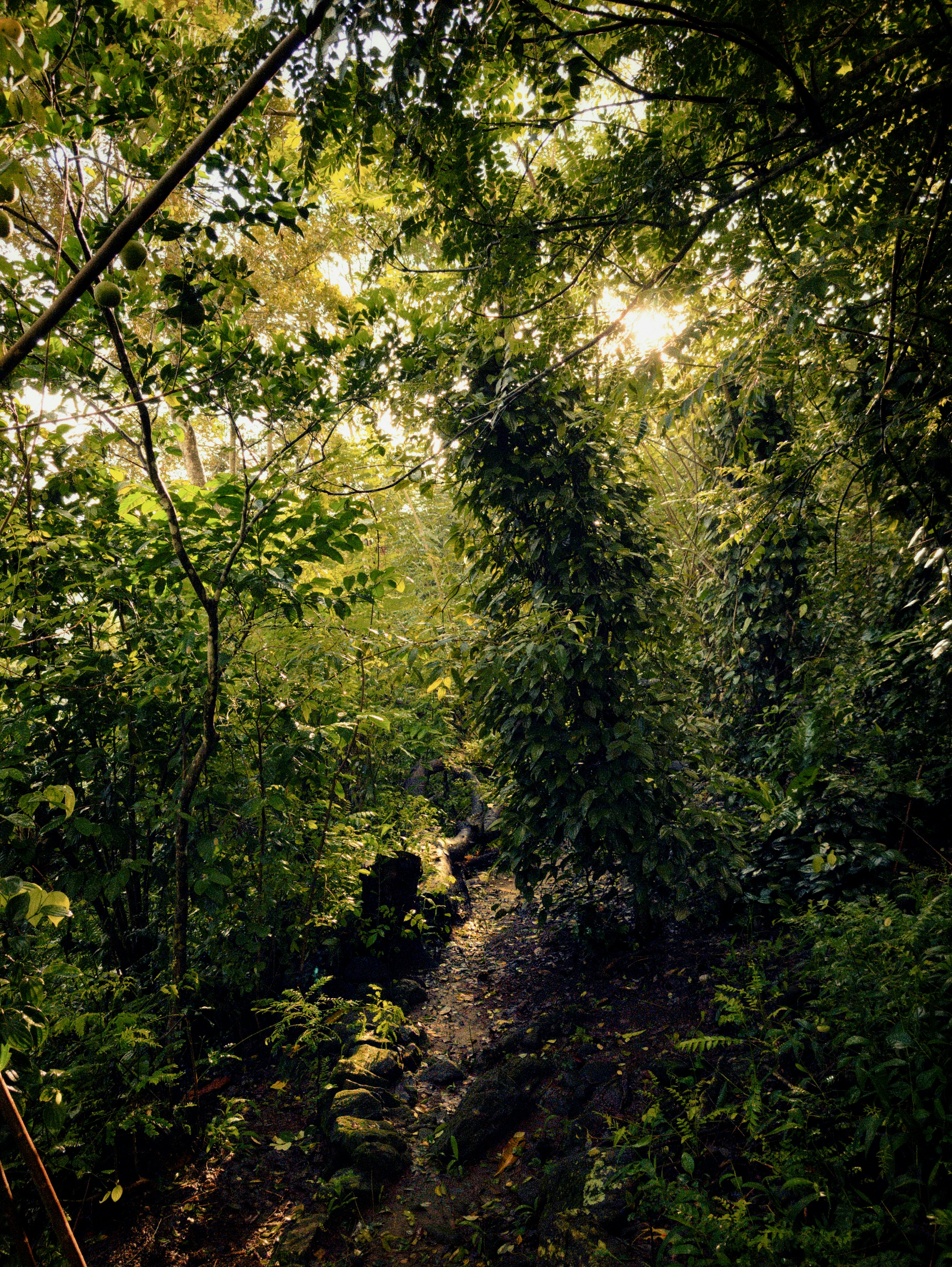 Sun rays in forest