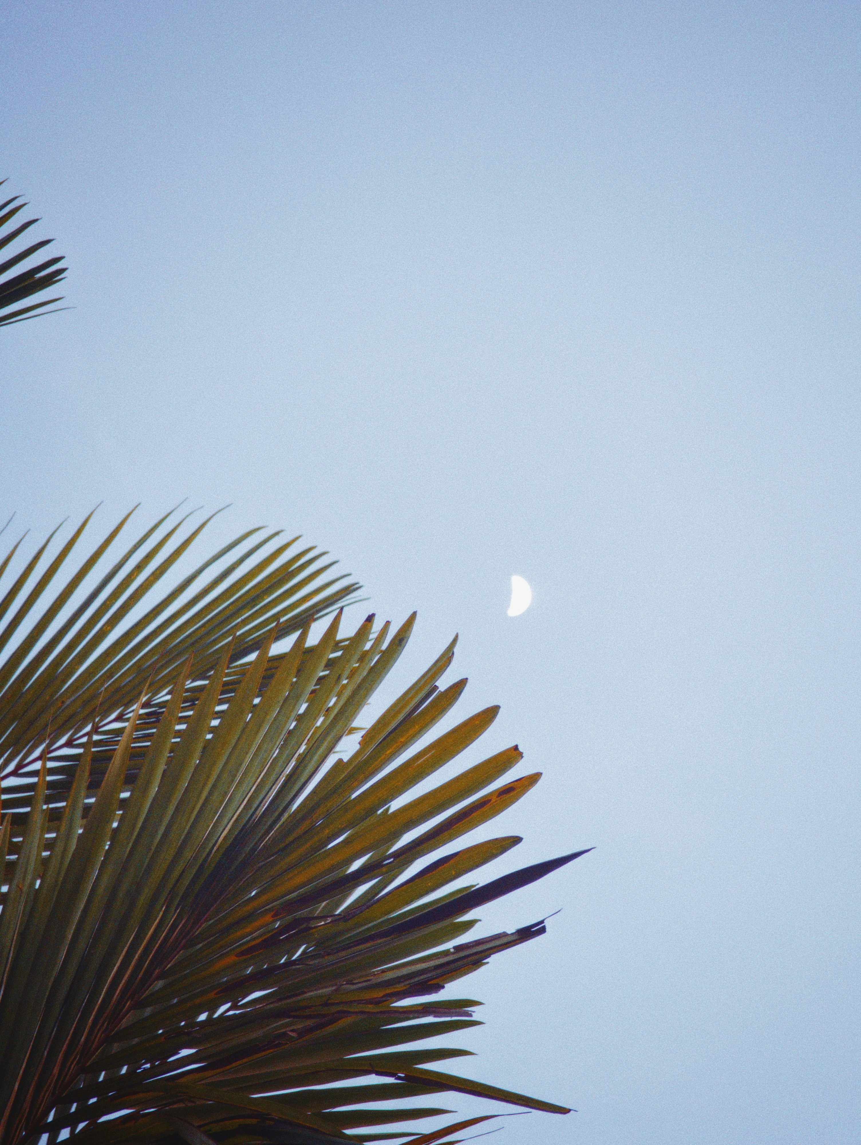 Palm leaves and moon