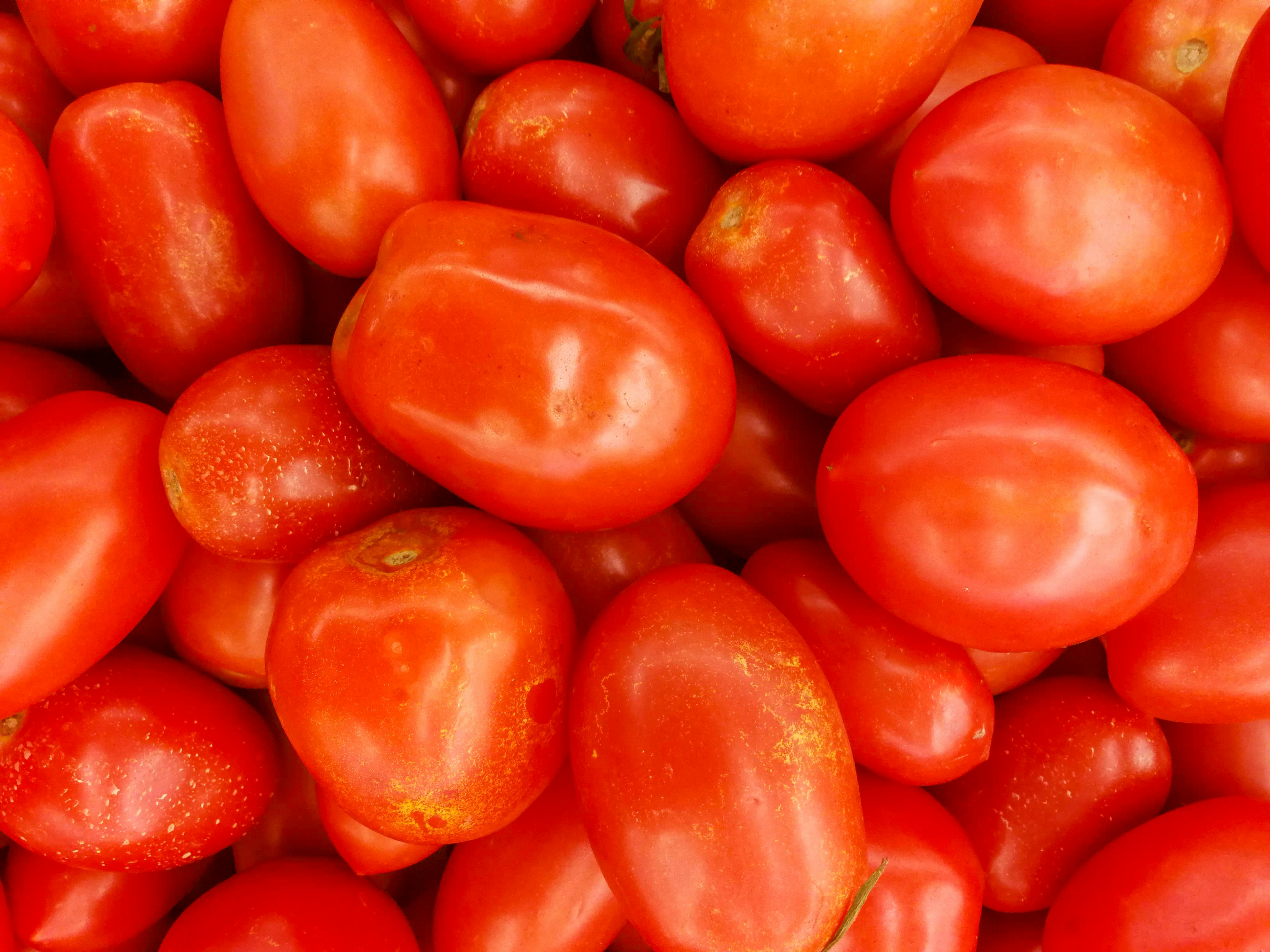Ripe red Roma tomatoes - Free Photo on Unsplash