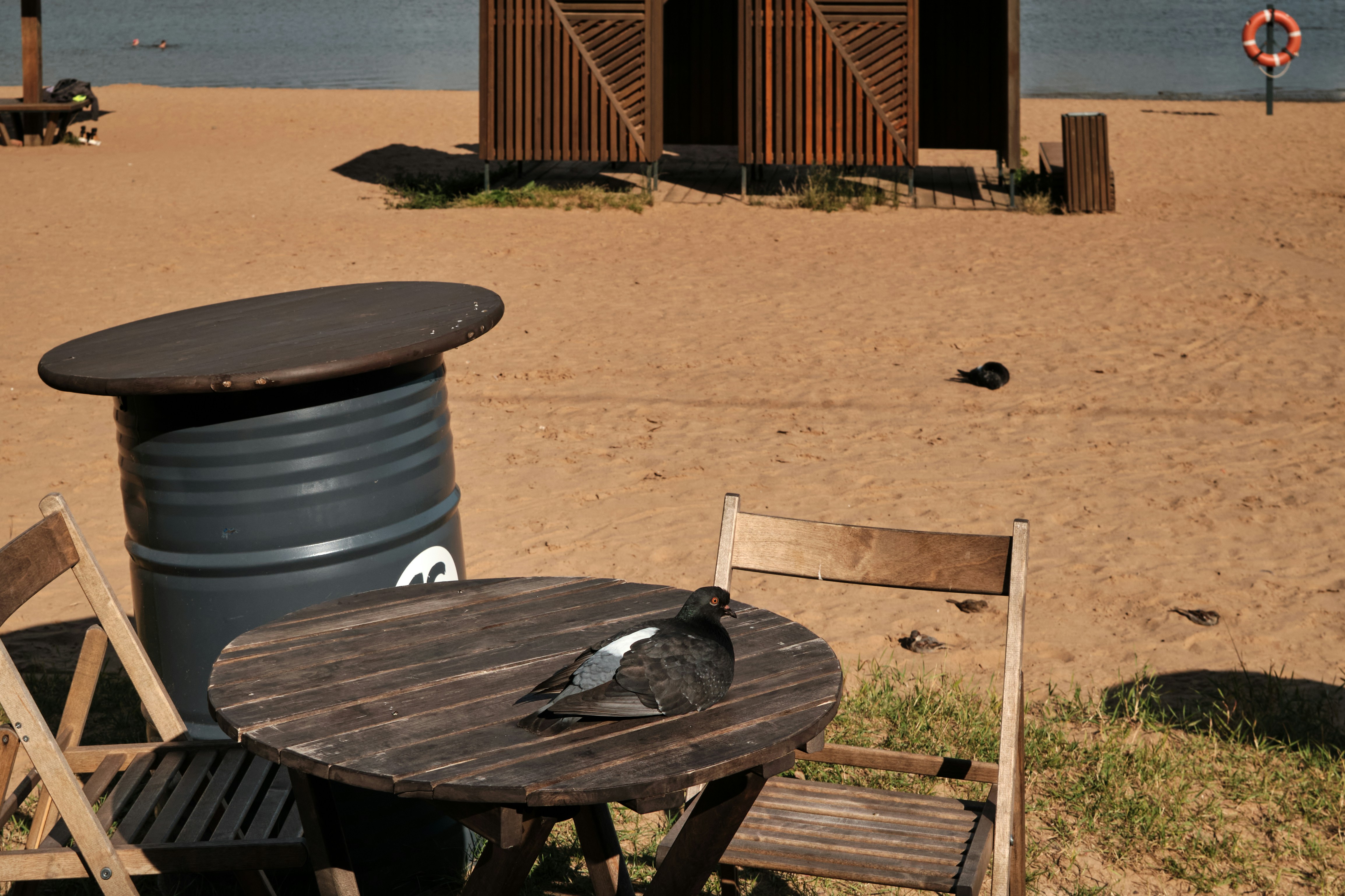 A pigeon resting on a wooden table at a sandy beach