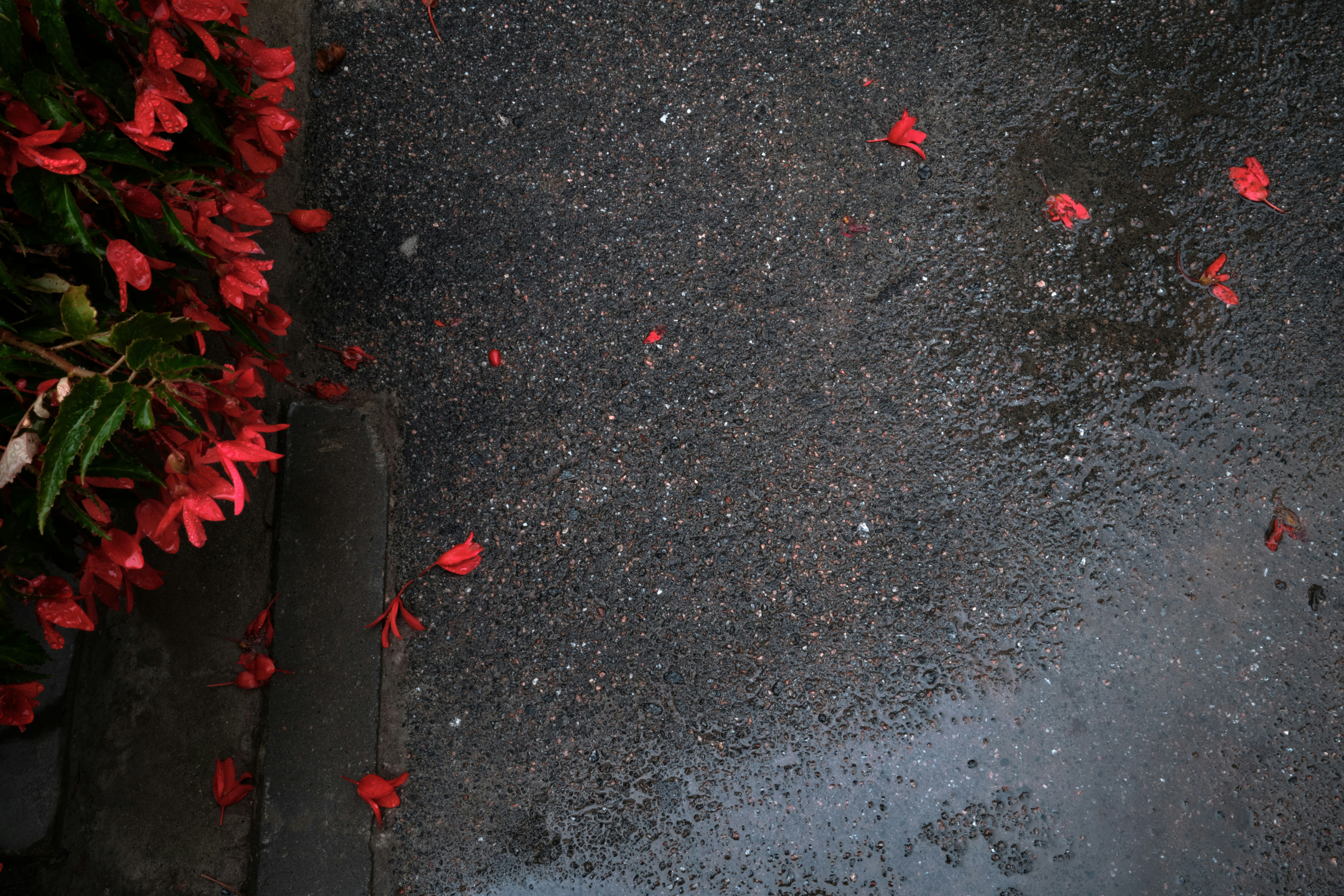 Red begonia flowers and fallen petals on wet dark asphalt after rain