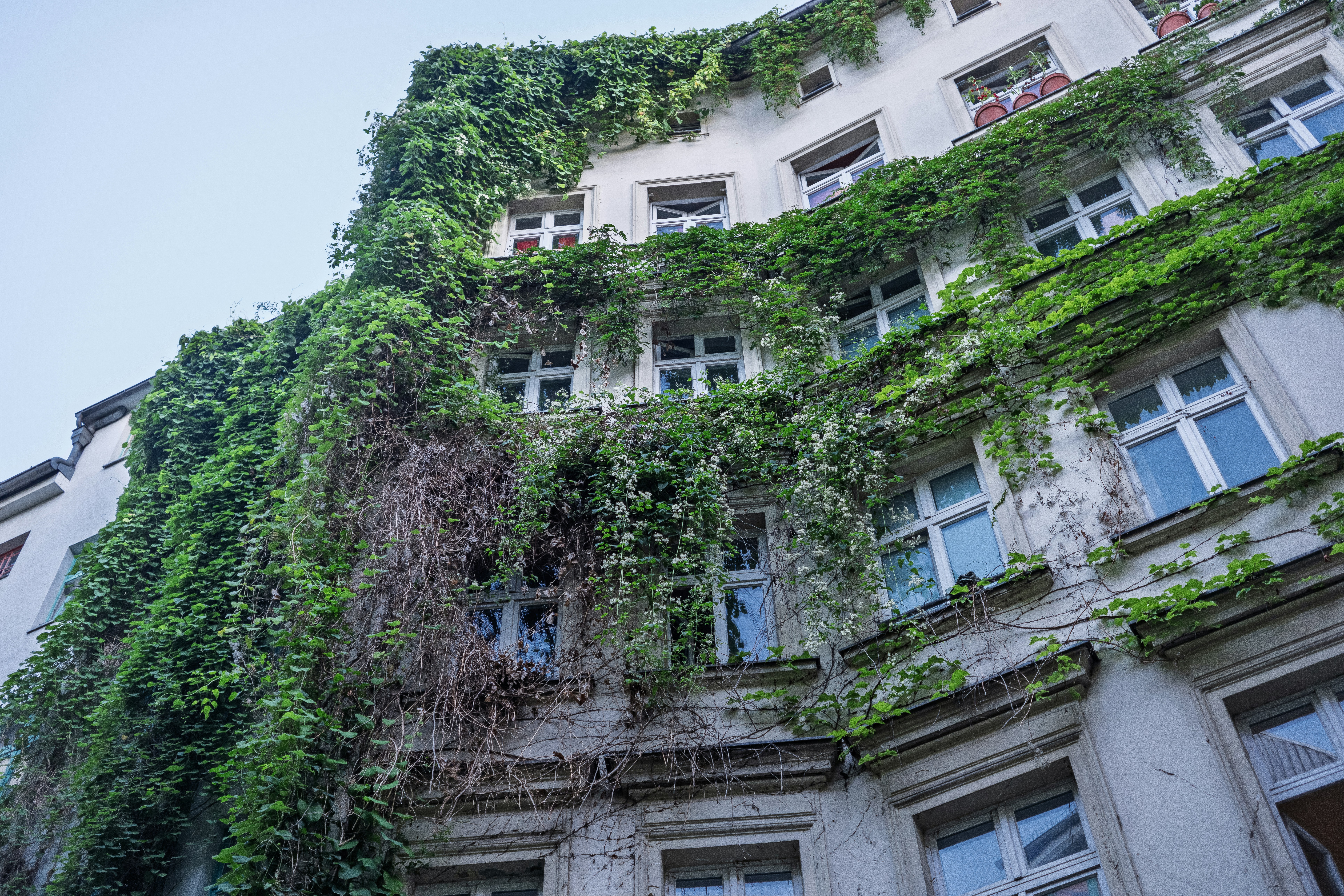 A white apartment building facade covered in lush green climbing vines and foliage
