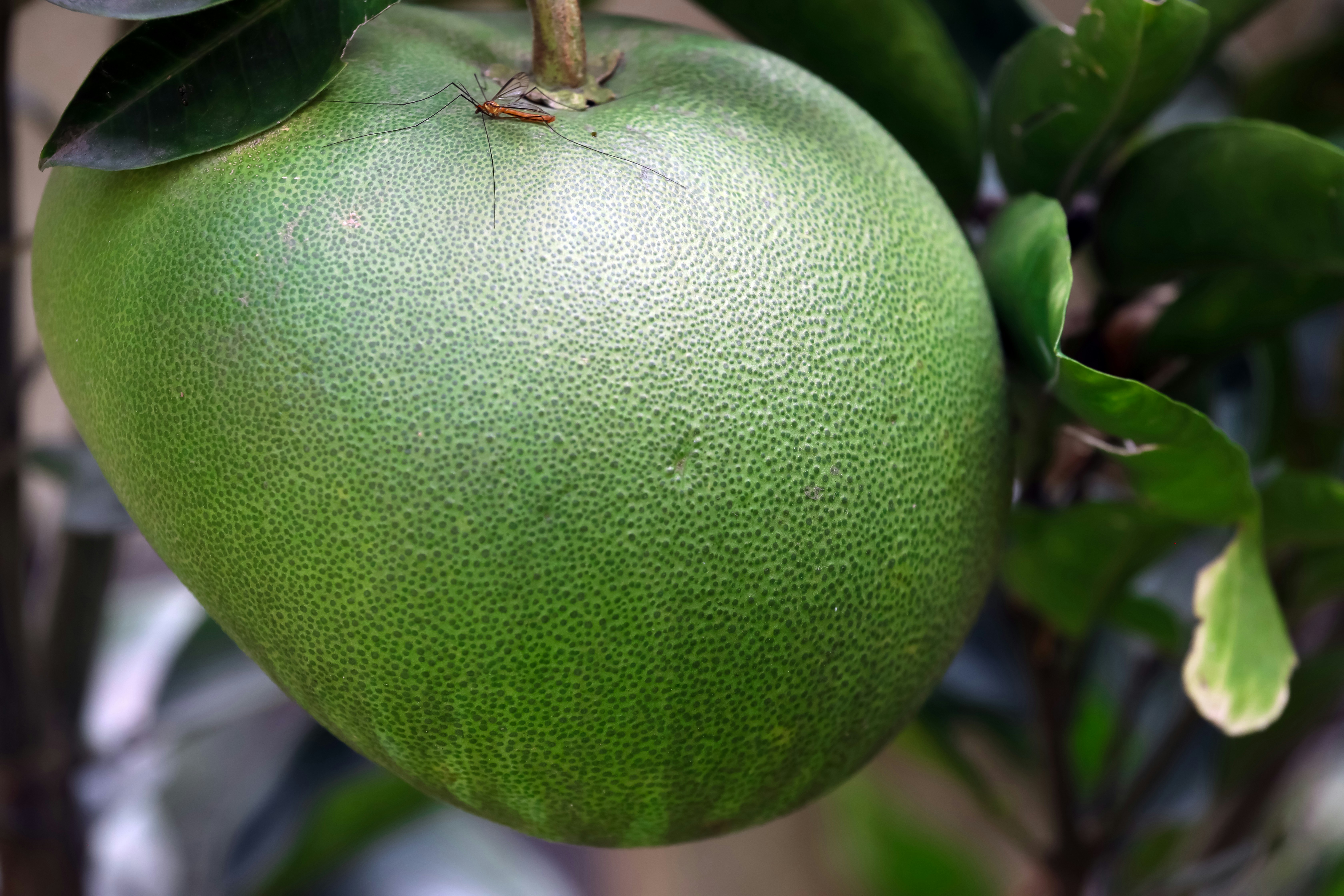 A small orange insect on a large green pomelo fruit hanging from a tree