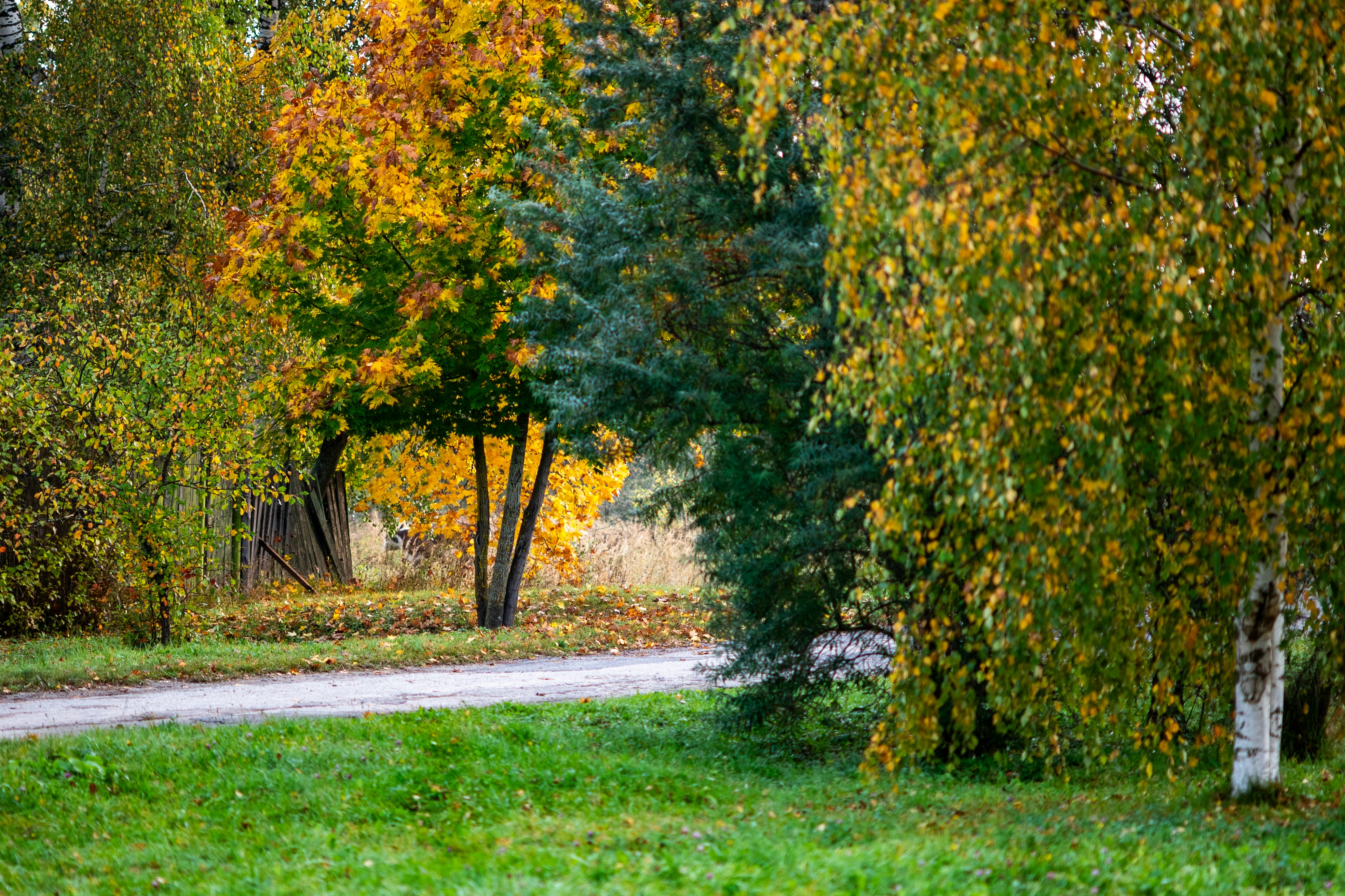 Une route étroite serpentant à travers des arbres aux feuillages d’automne jaunes et verts