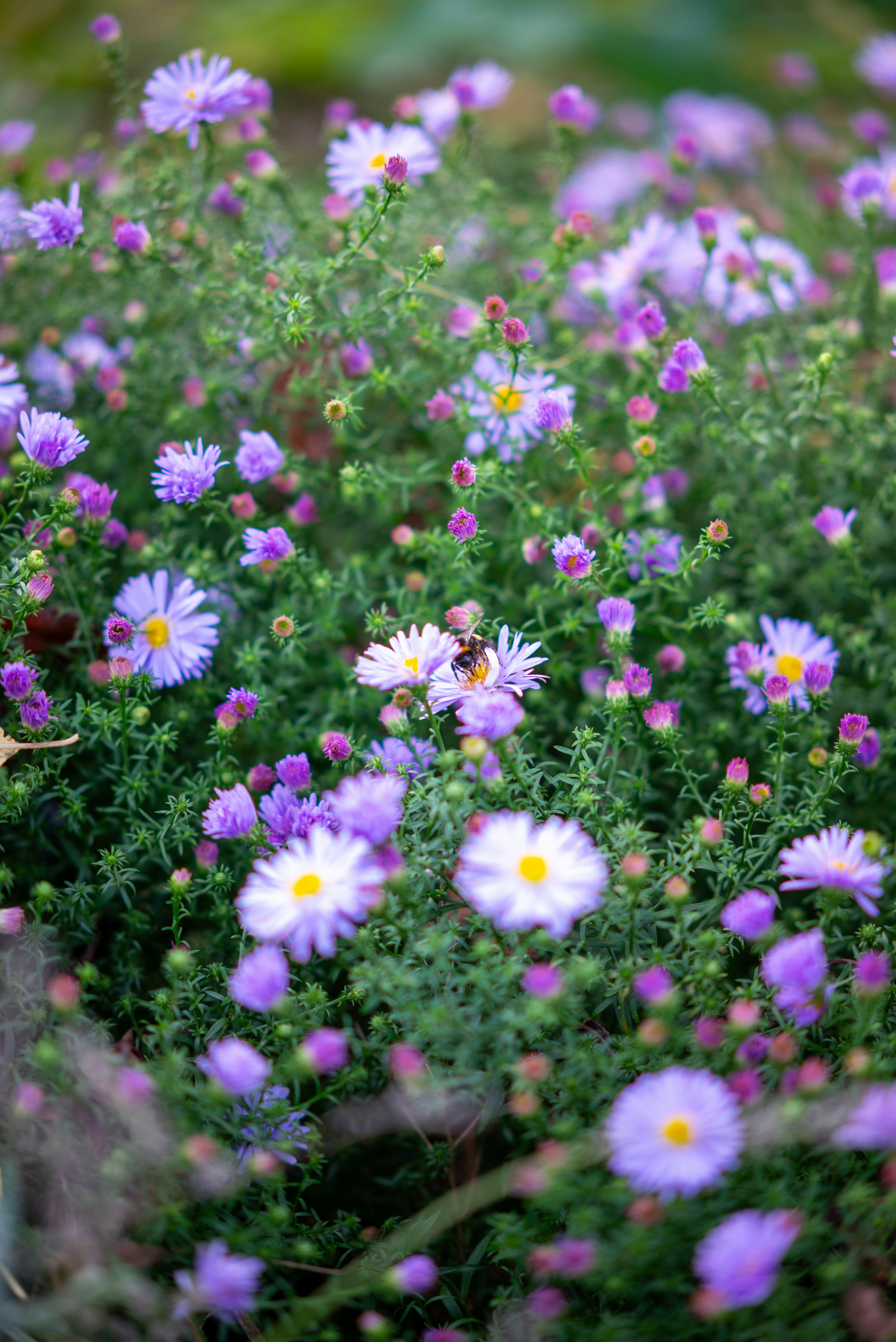 Un bourdon sur une fleur d’aster violette dans un champ d’asters en fleurs