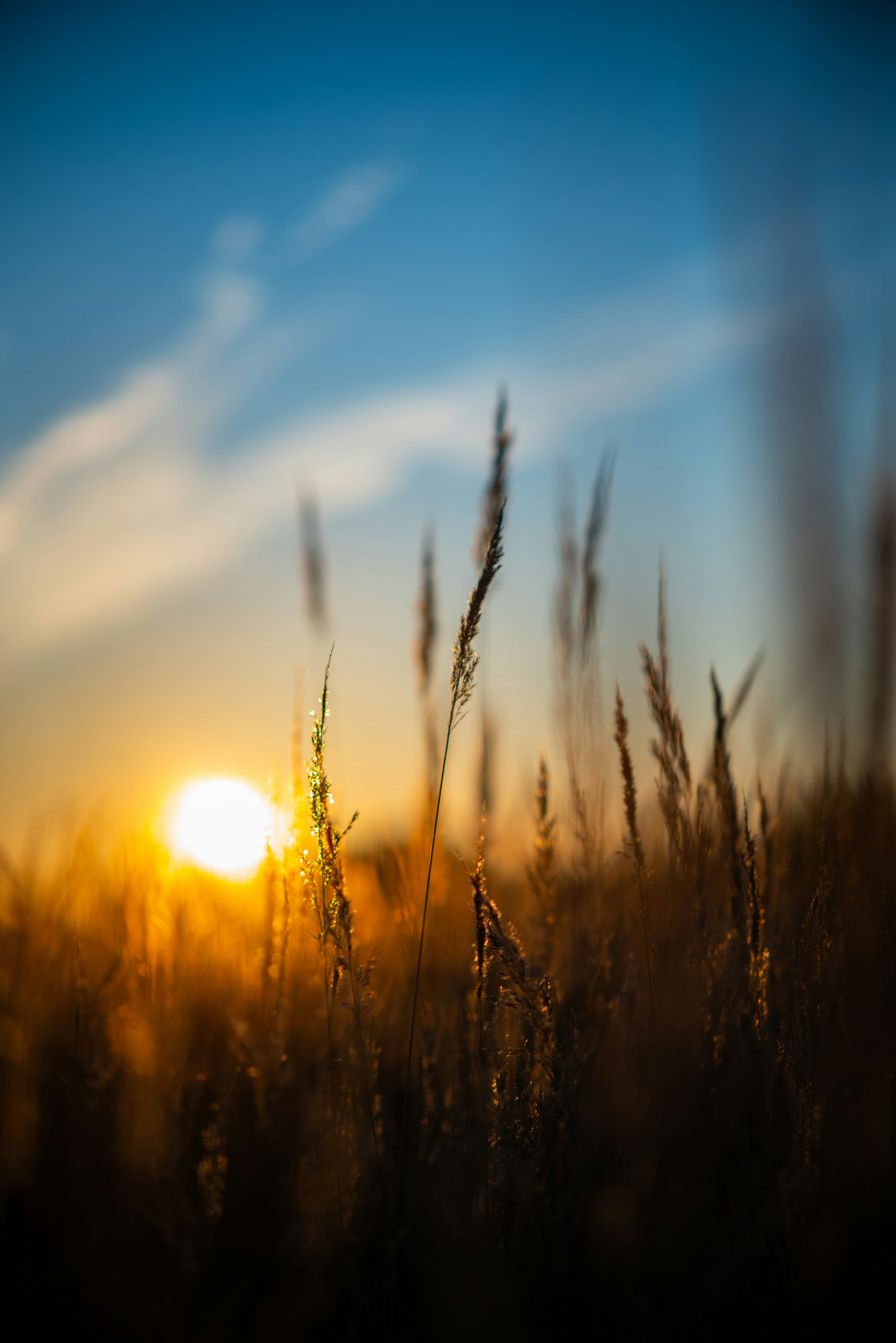 De hautes herbes s’éclairent en arrière par un soleil bas sur un ciel bleu et orange