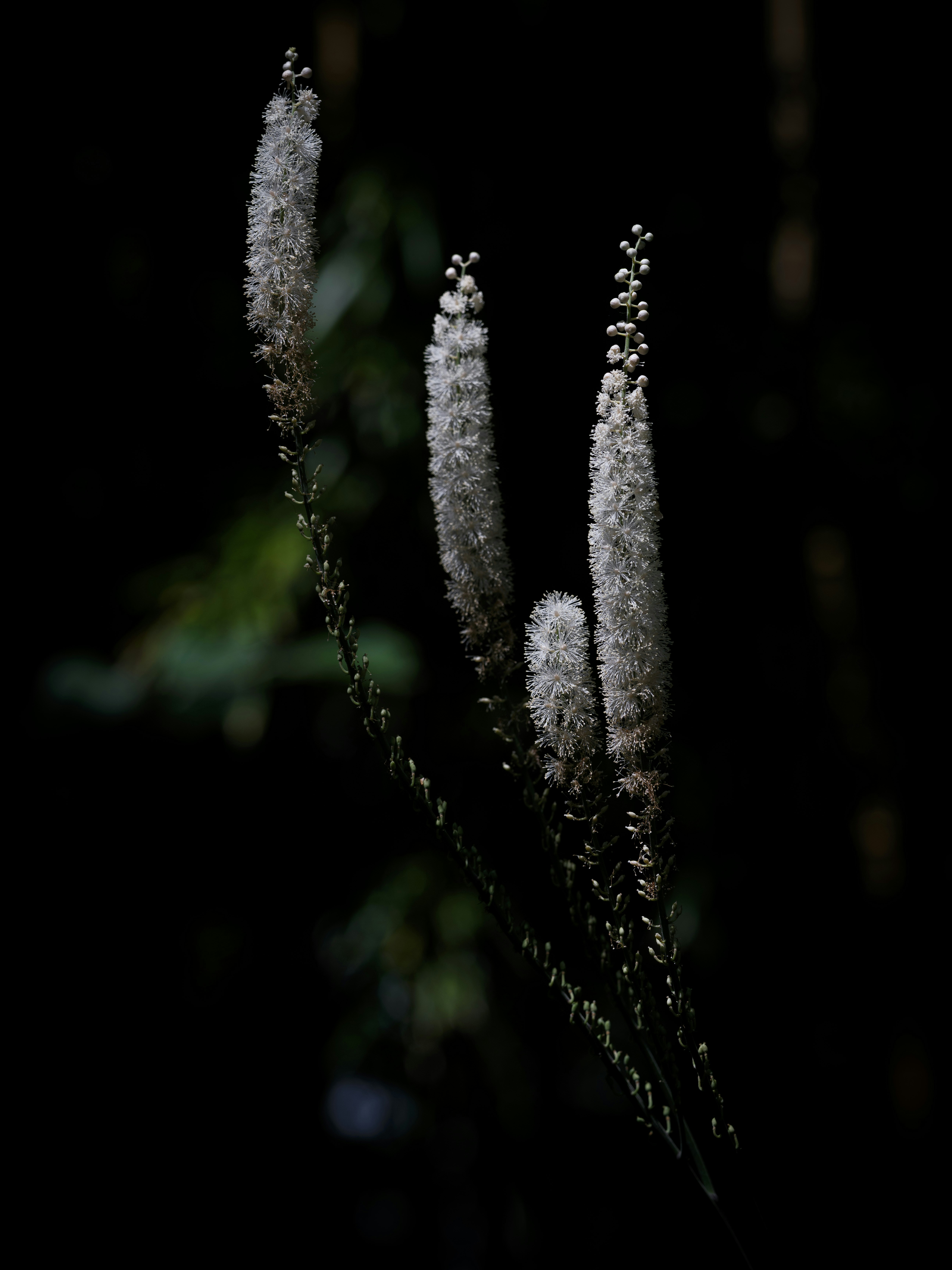 White flower spikes on dark background - Free Photo on Unsplash