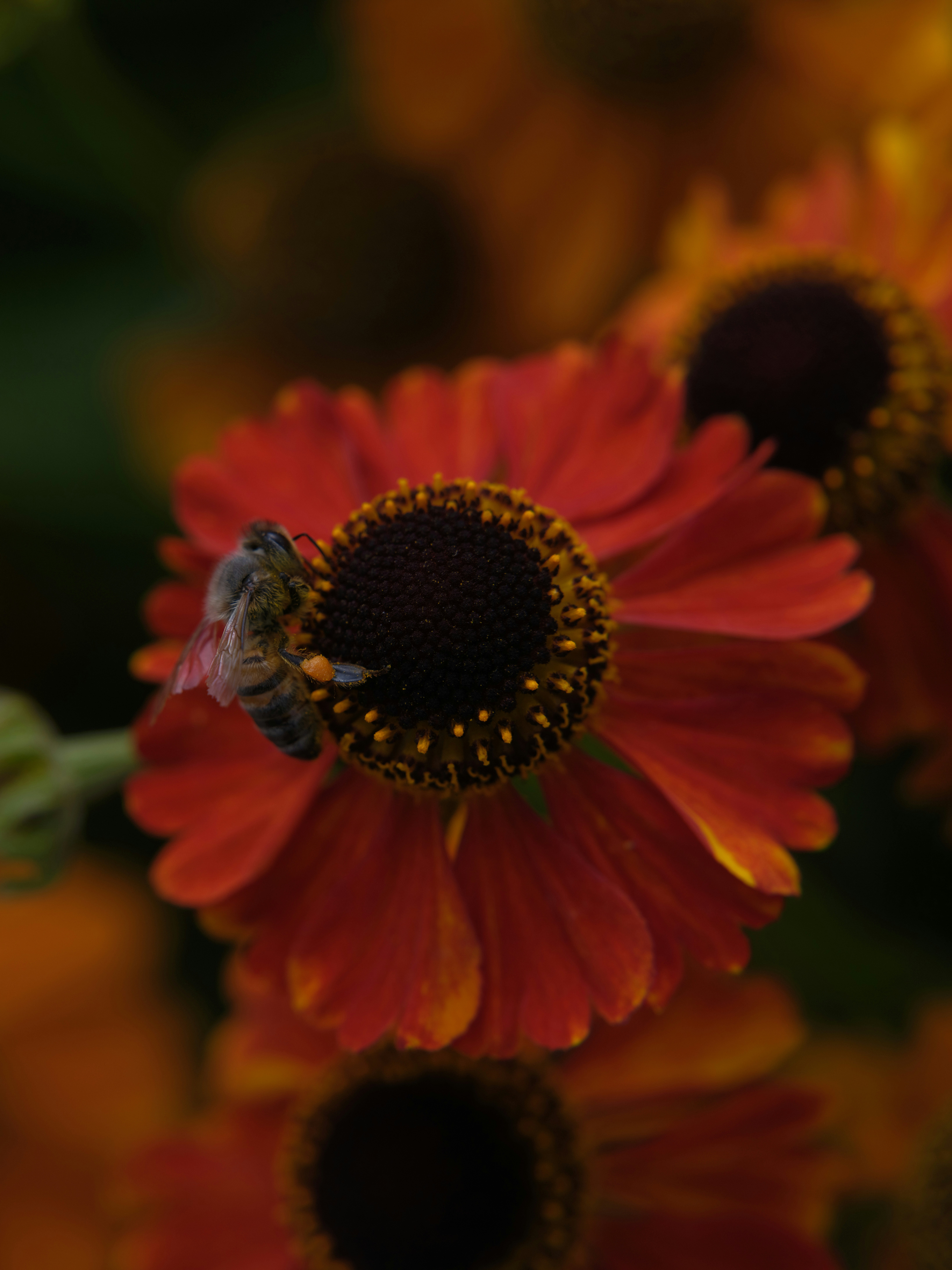 Bee on red sneezeweed flower - Free Photo on Unsplash