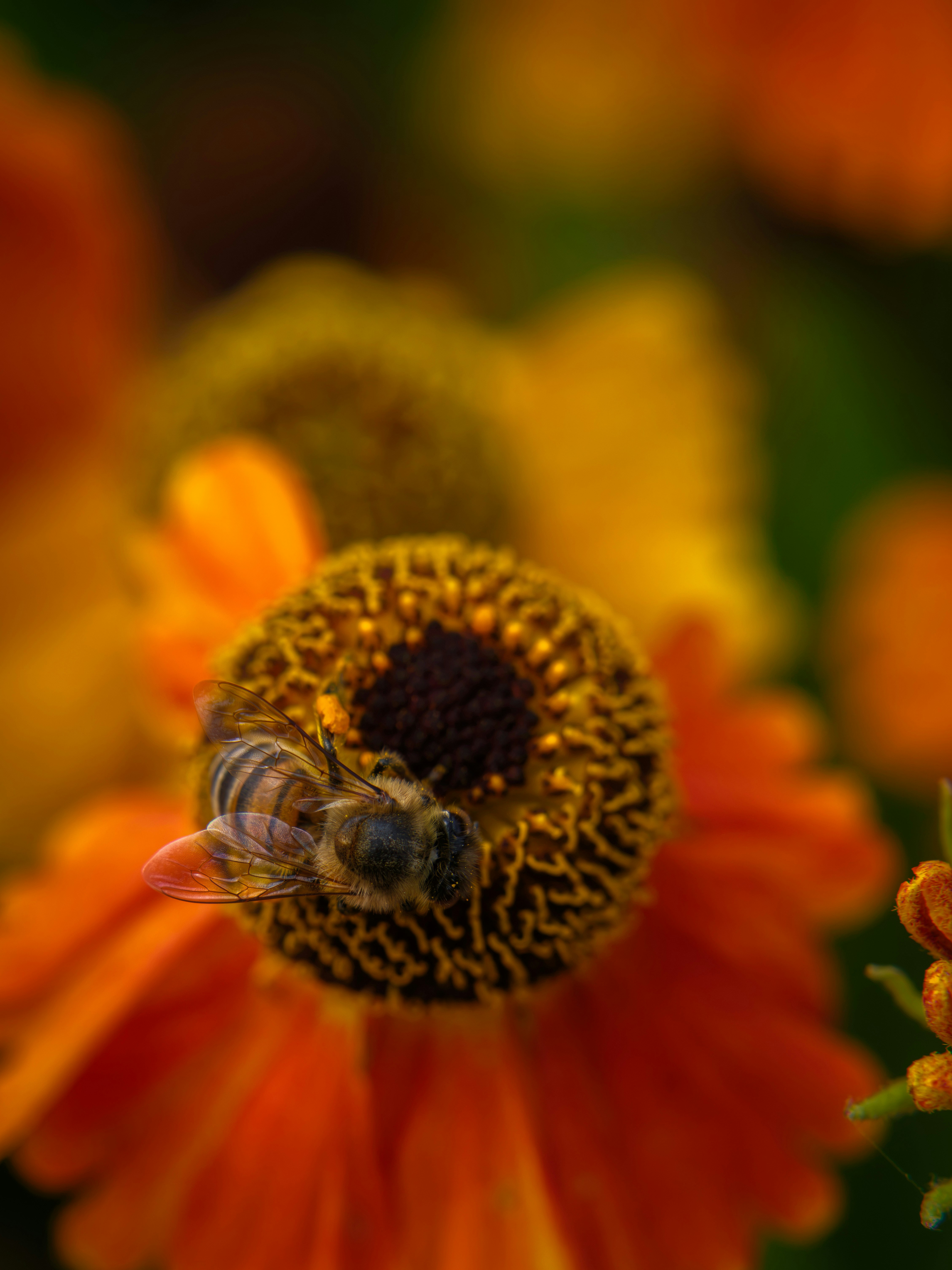 Honey bee on orange flower - Free Photo on Unsplash