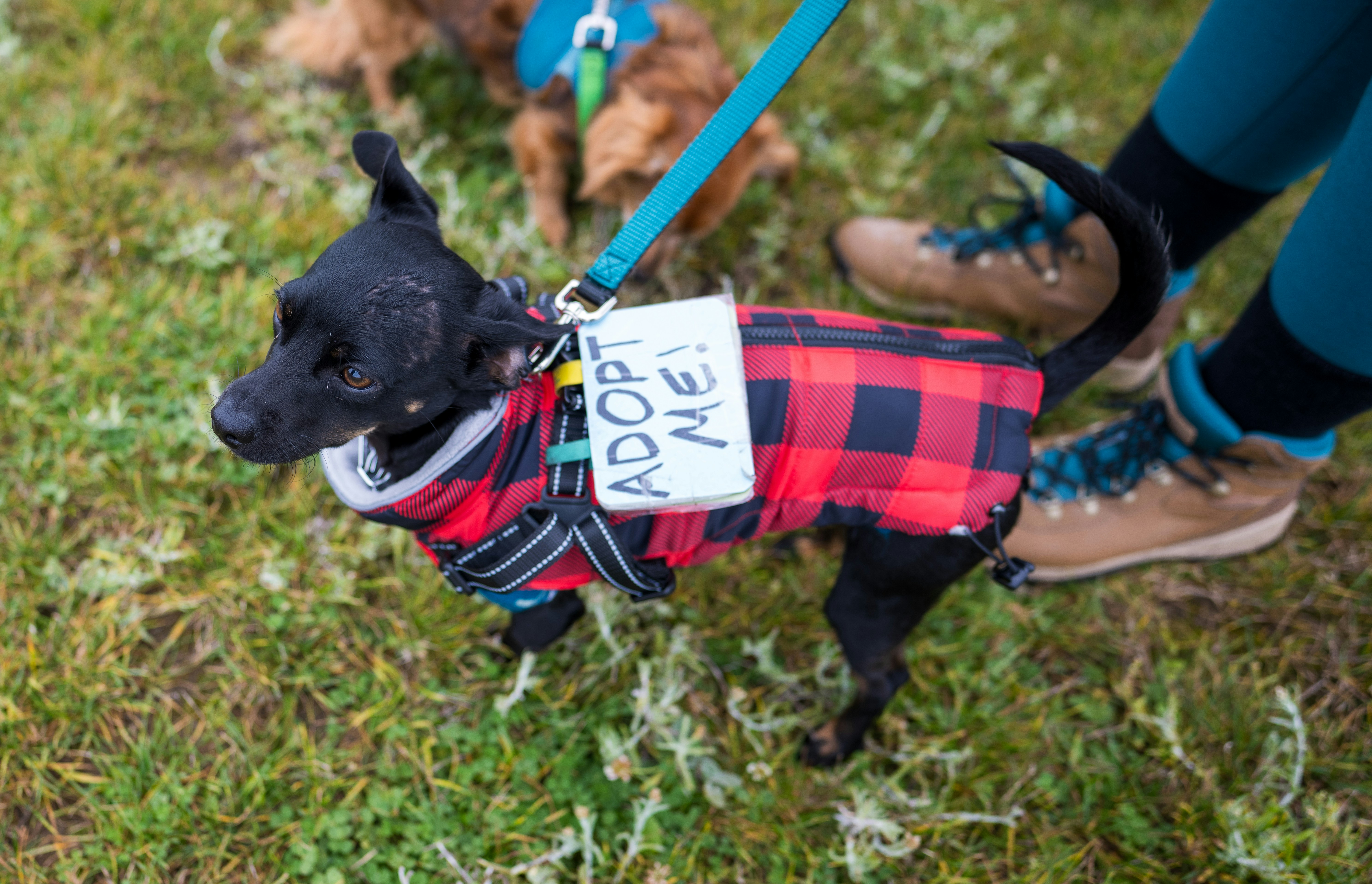 A small black dog in a red and black plaid coat on grass