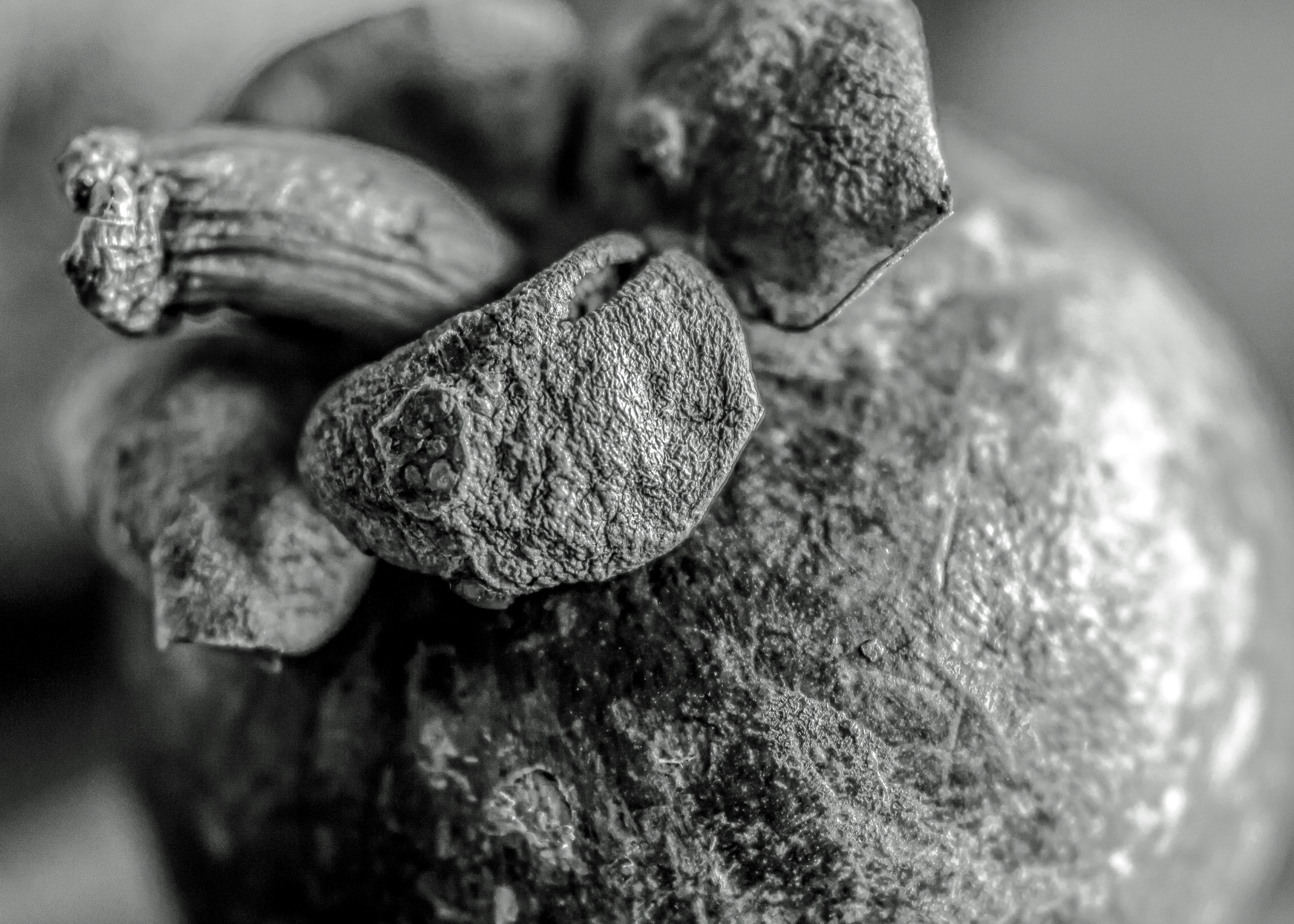 Mangosteen rind in black and white - Free Photo on Unsplash