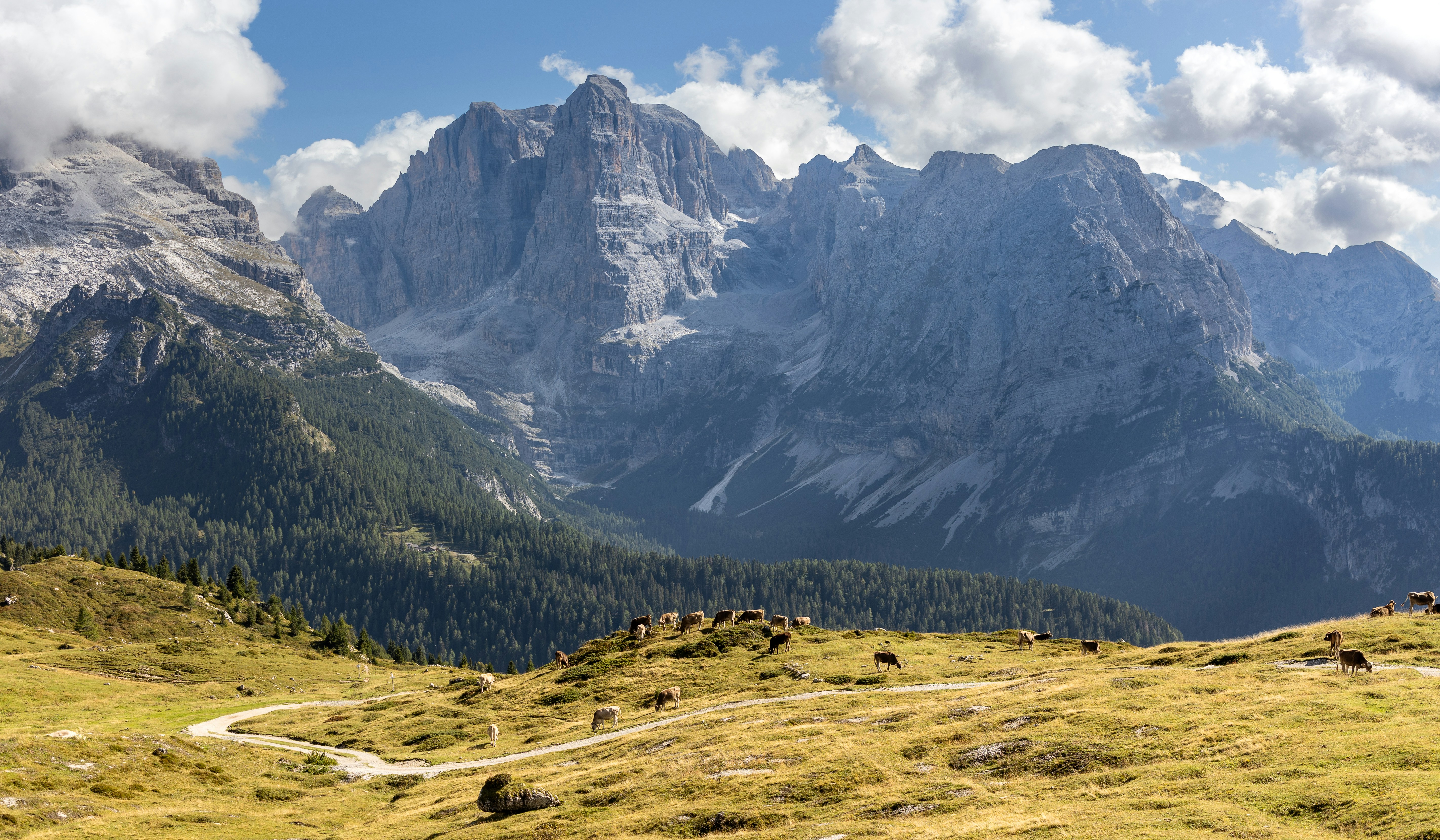 Cattle grazing on a grassy mountain slope below jagged rocky peaks