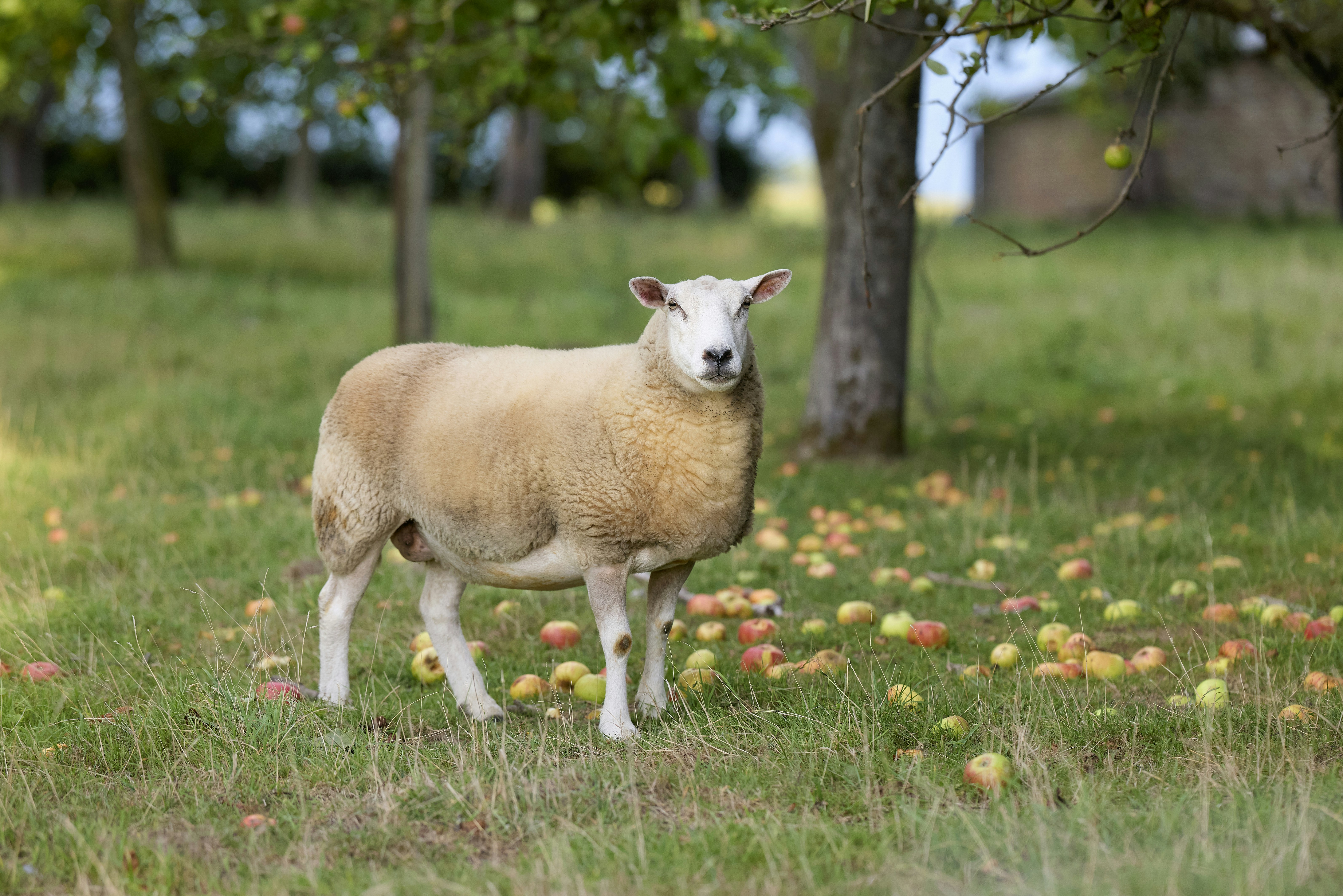 A sheep standing in a grassy orchard among fallen apples