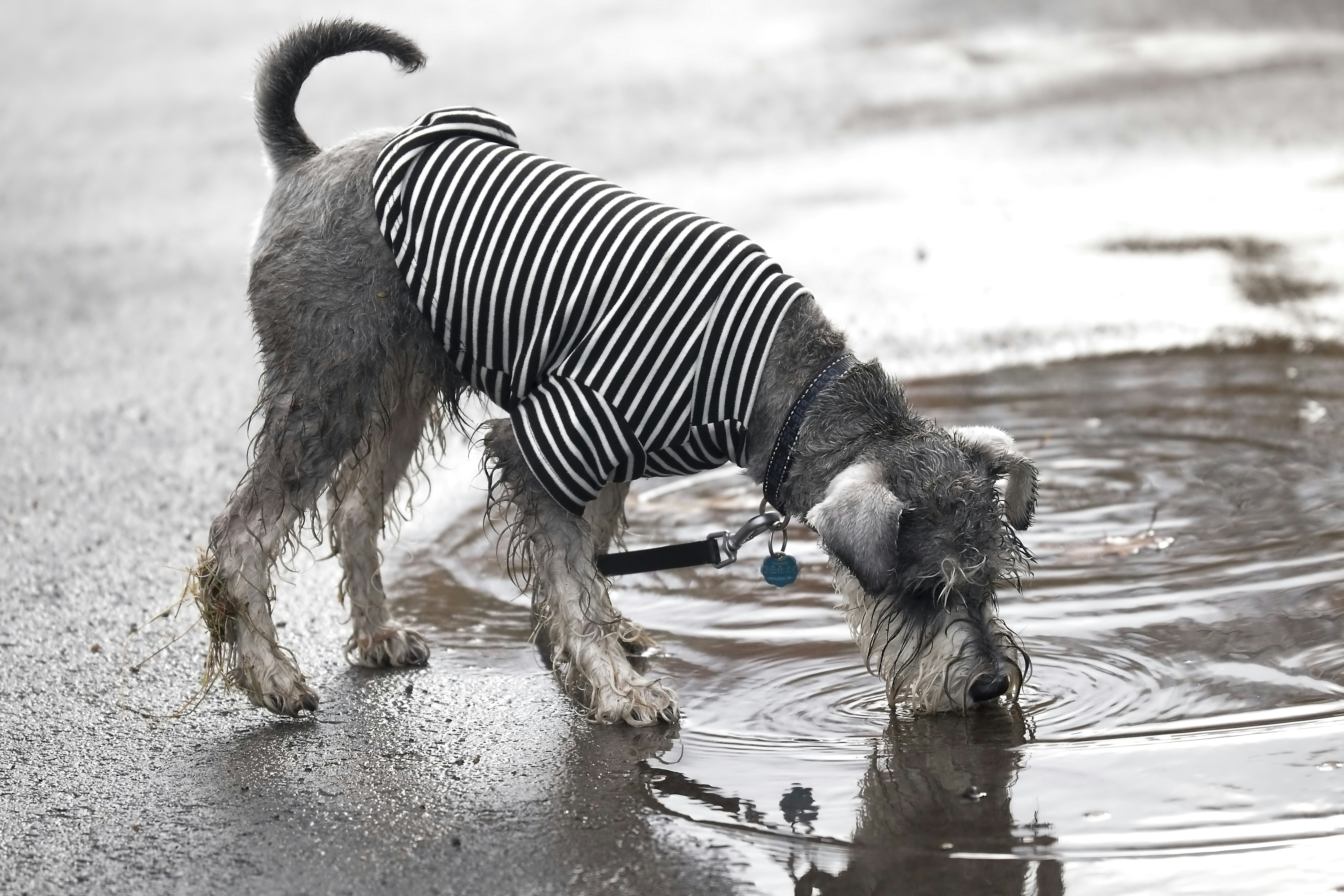 Seorang schnauzer basah dengan kemeja hitam putih bergaris minum dari genangan air