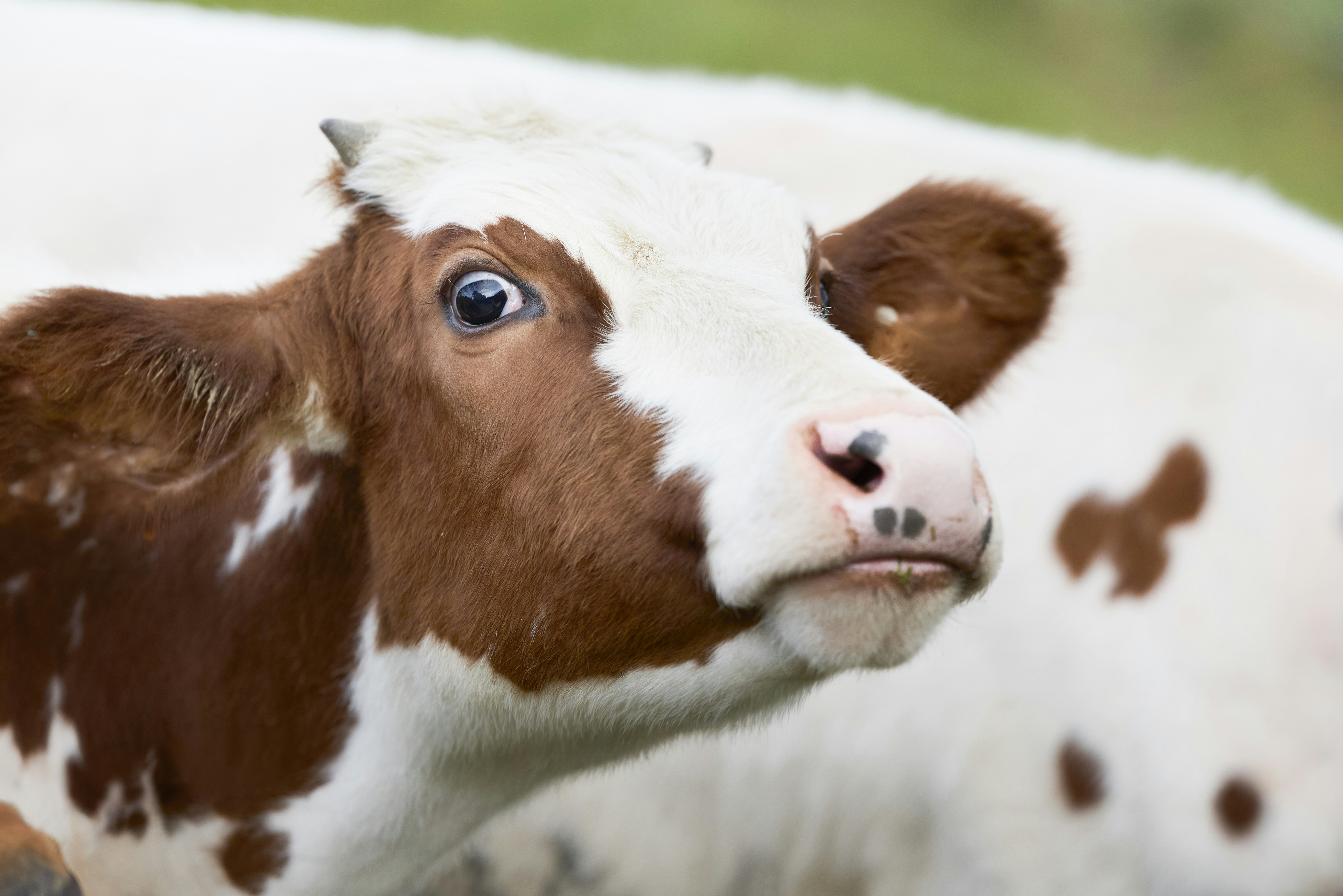 A close-up of a brown and white calf with wide eyes