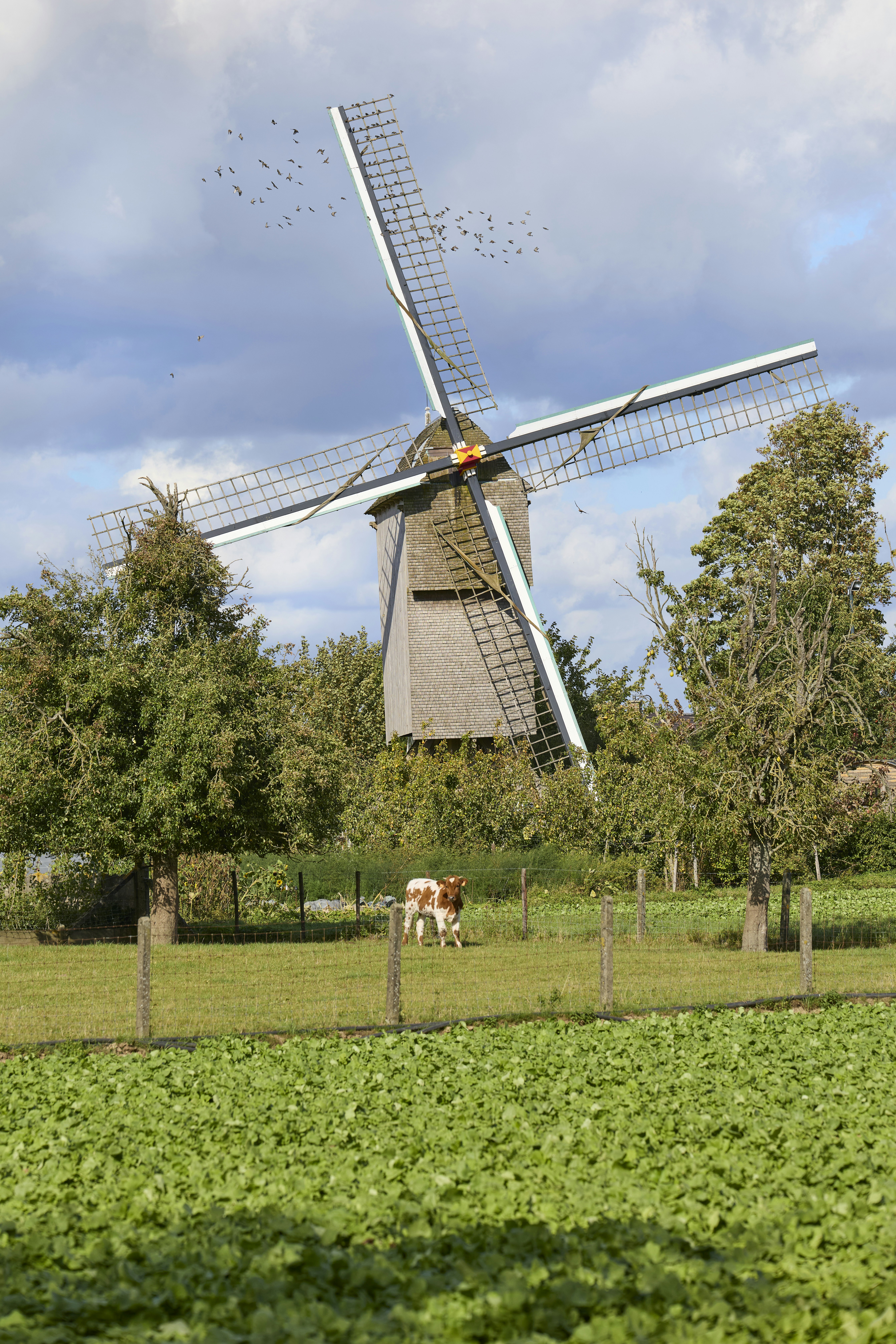 A wooden windmill behind a calf in a green field with trees