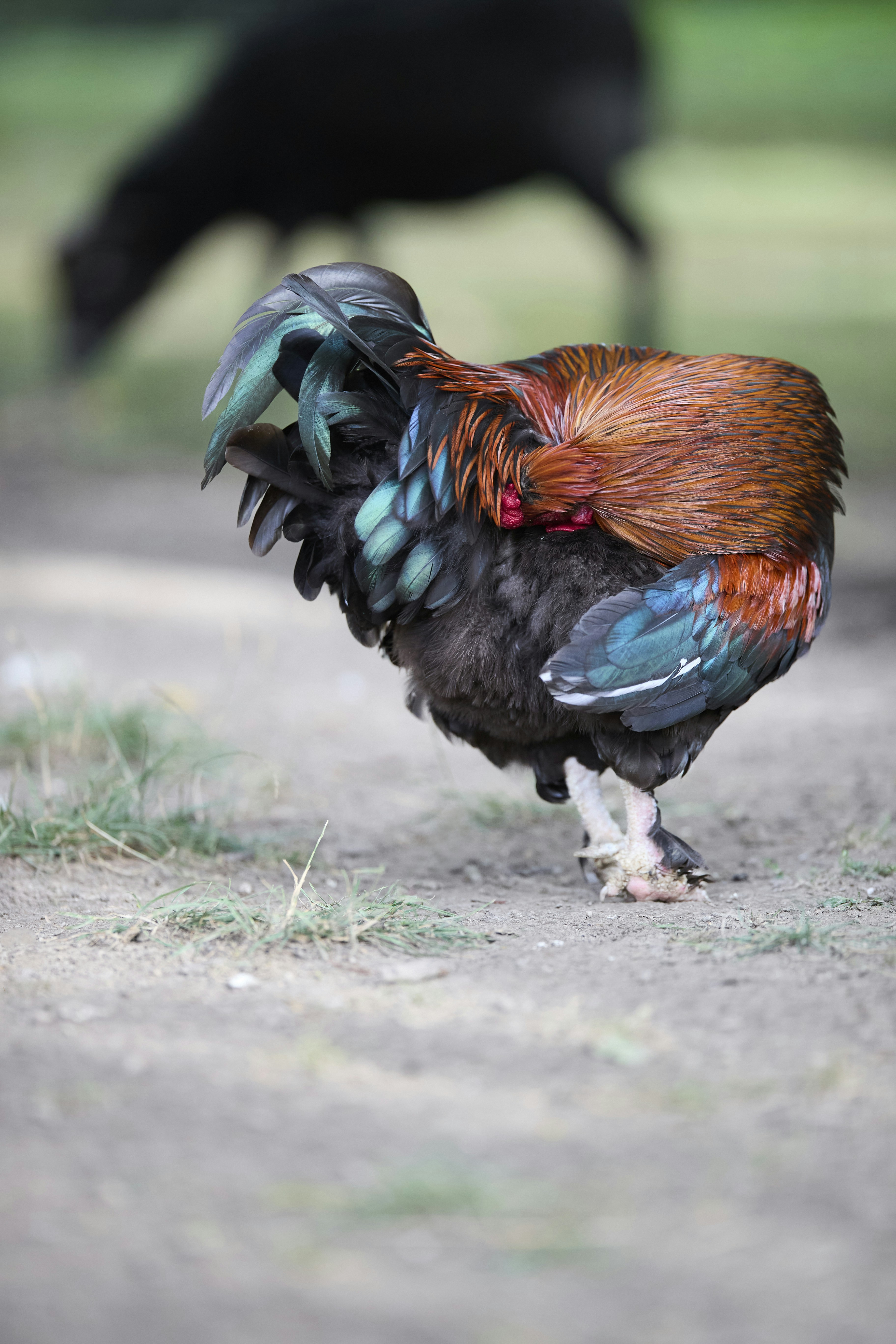 A rooster with iridescent green and copper feathers preening on a dirt path