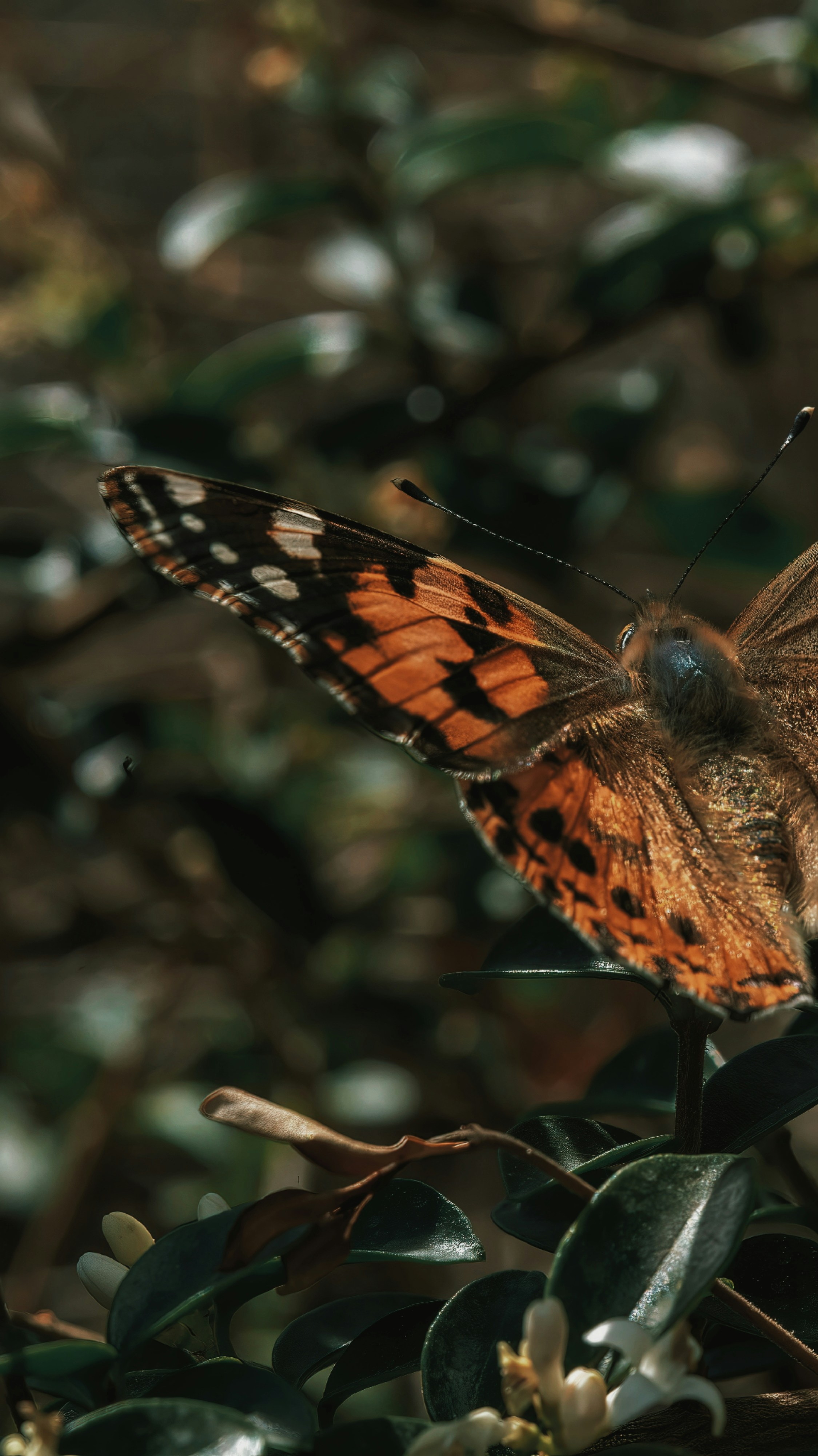 A painted lady butterfly with orange and black wings on a green shrub