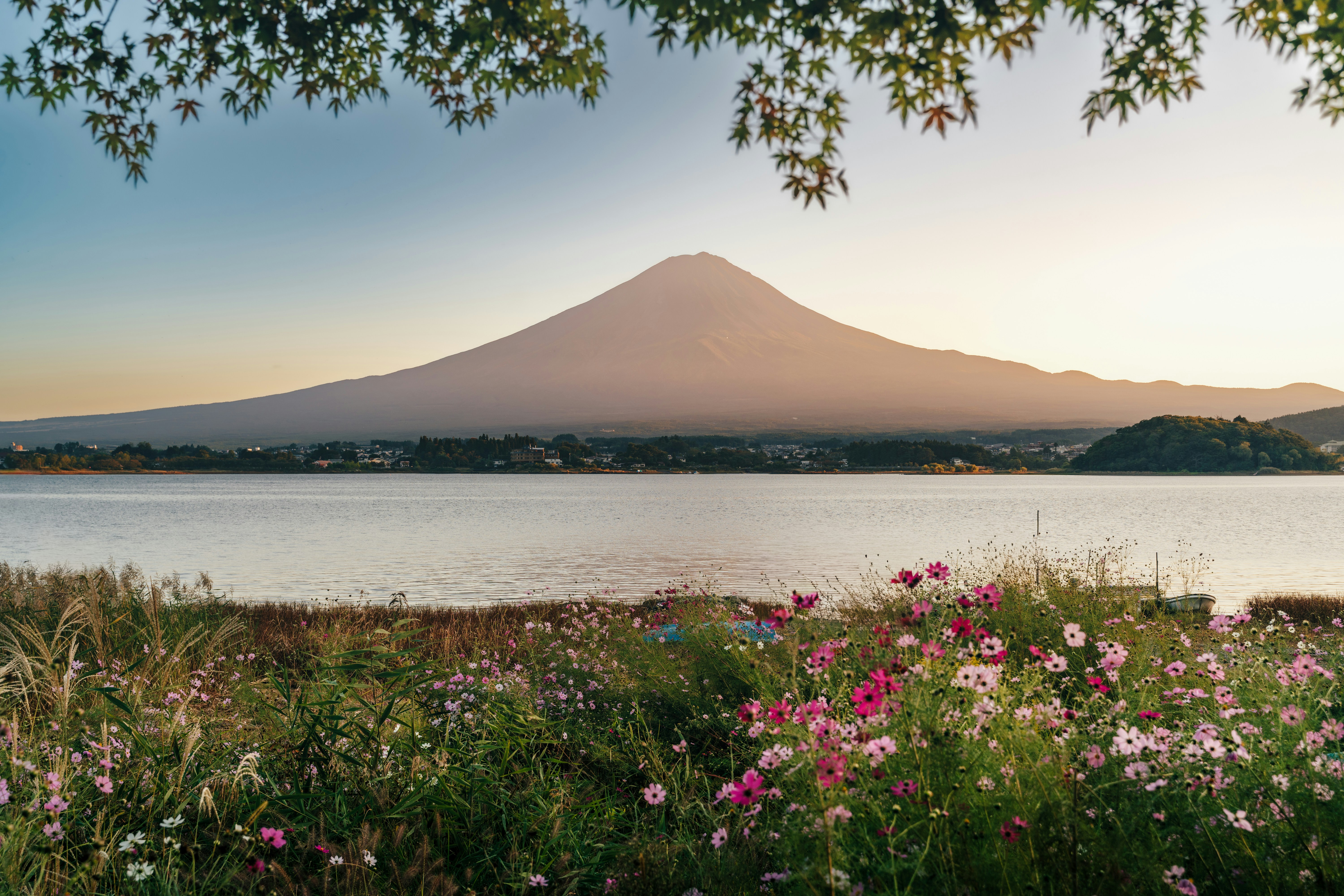 Mount Fuji rising above a lake with pink cosmos flowers in the foreground