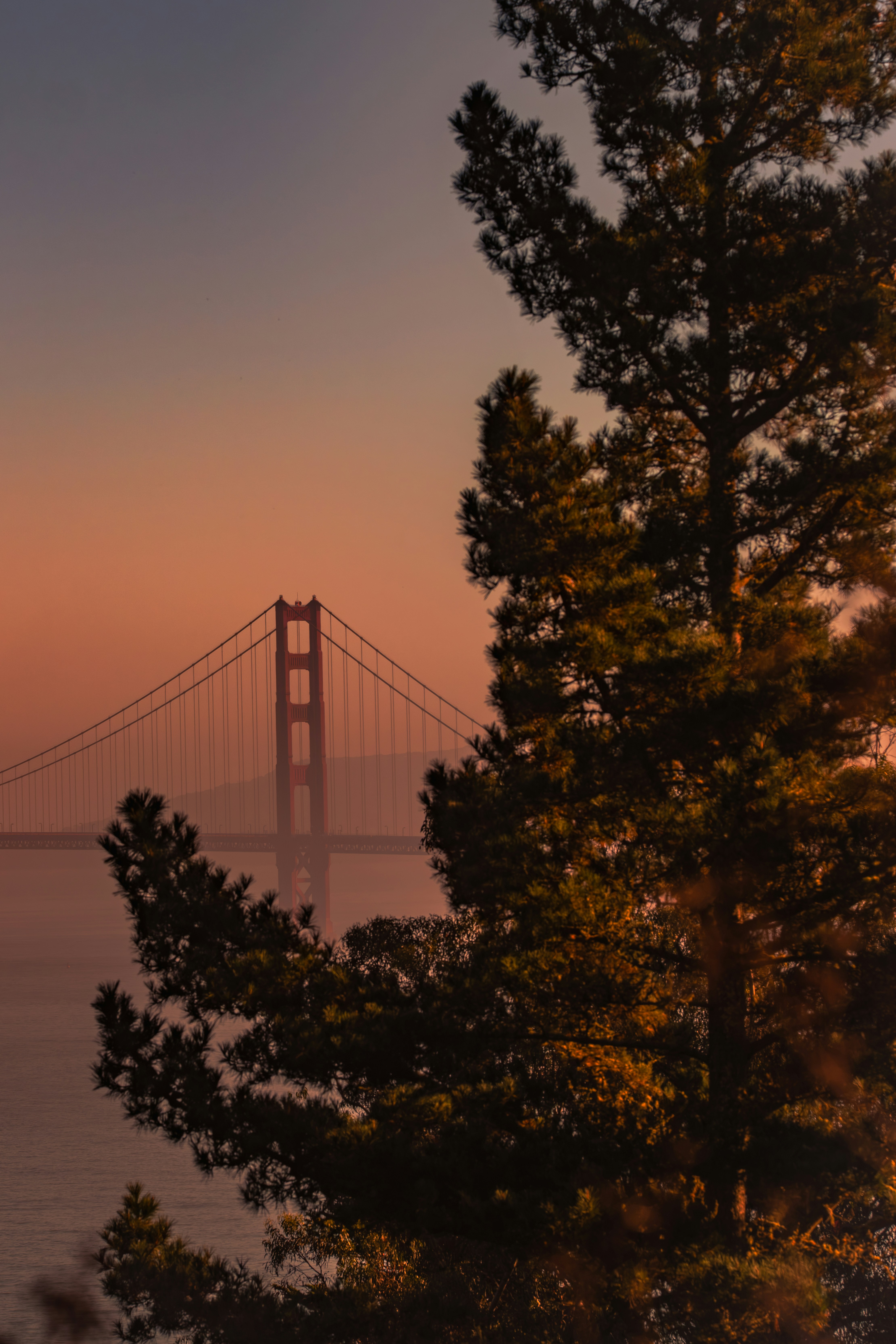 The Golden Gate Bridge in San Francisco framed by a pine tree at low sun