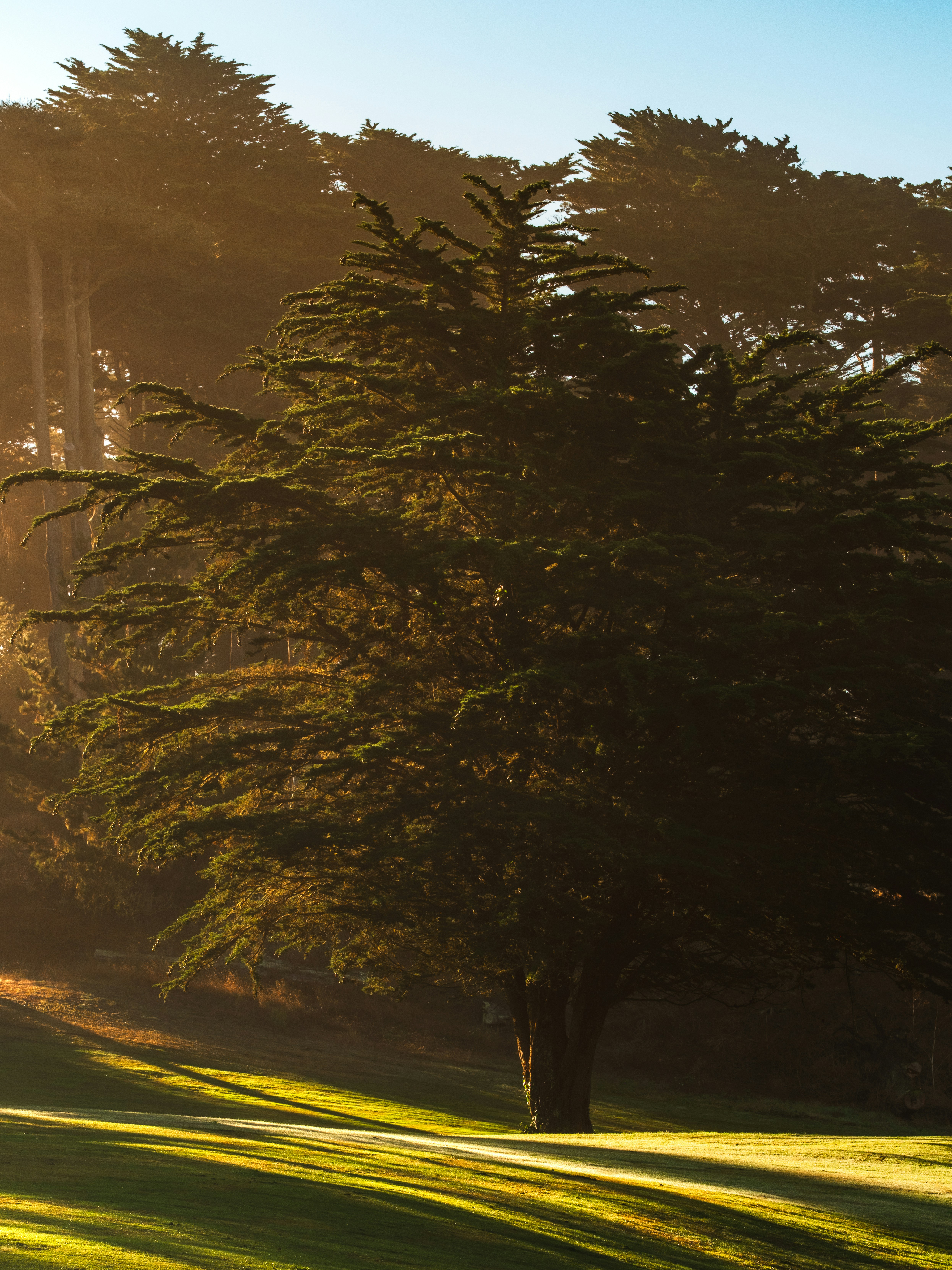 A large cypress tree in a park in San Francisco at golden hour