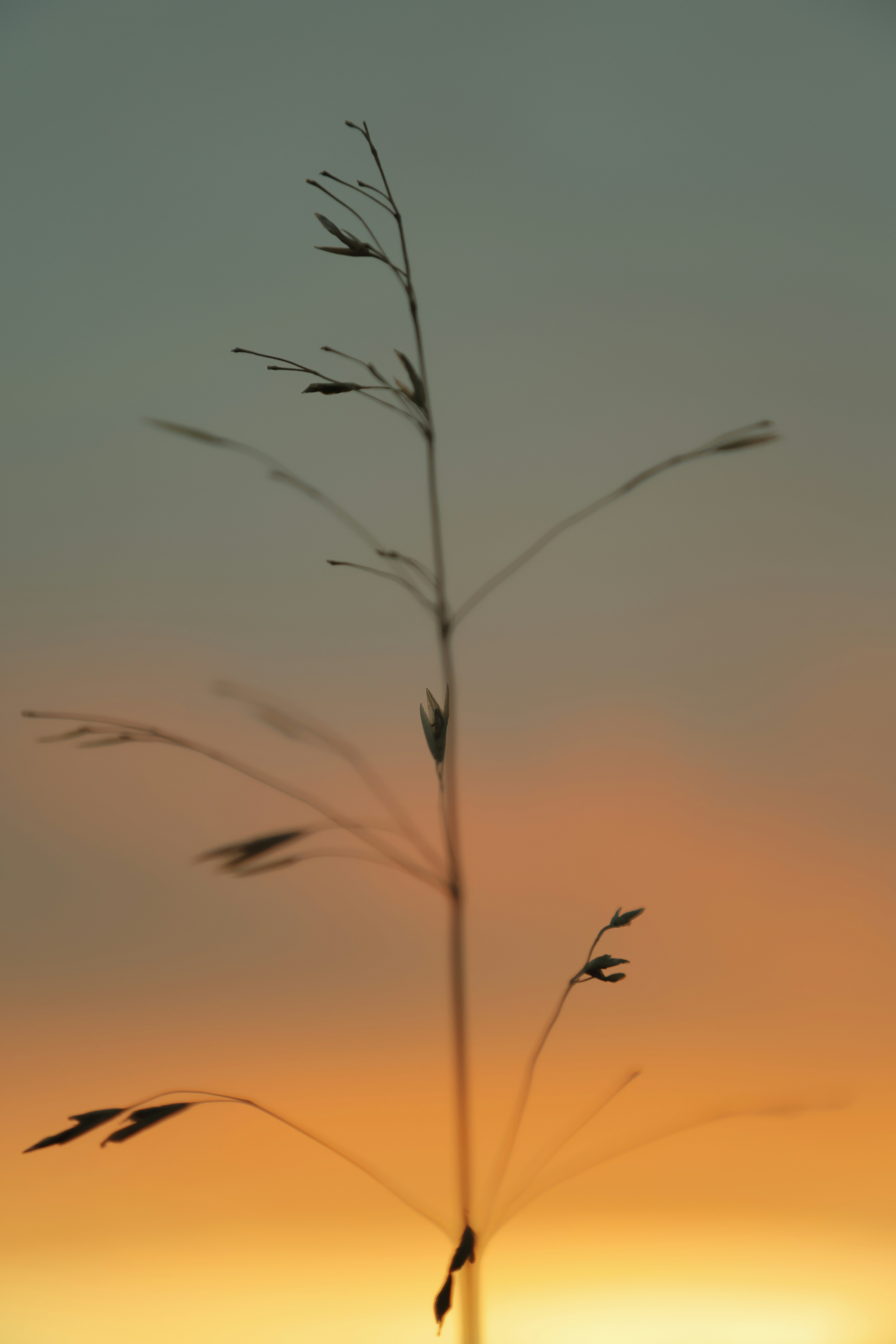 Un seul brin d’herbe en silhouette contre un ciel orange chaud