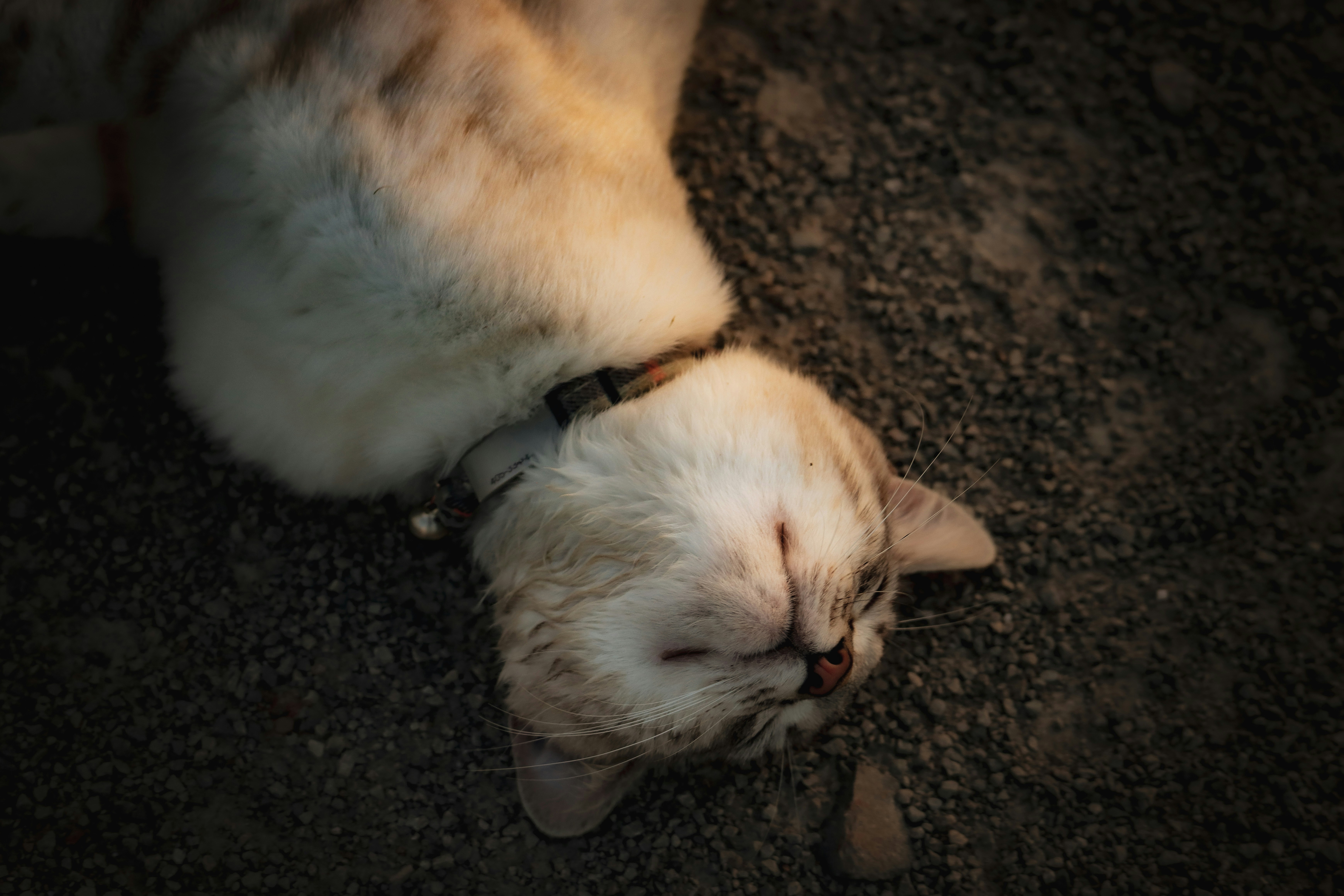 pet photo