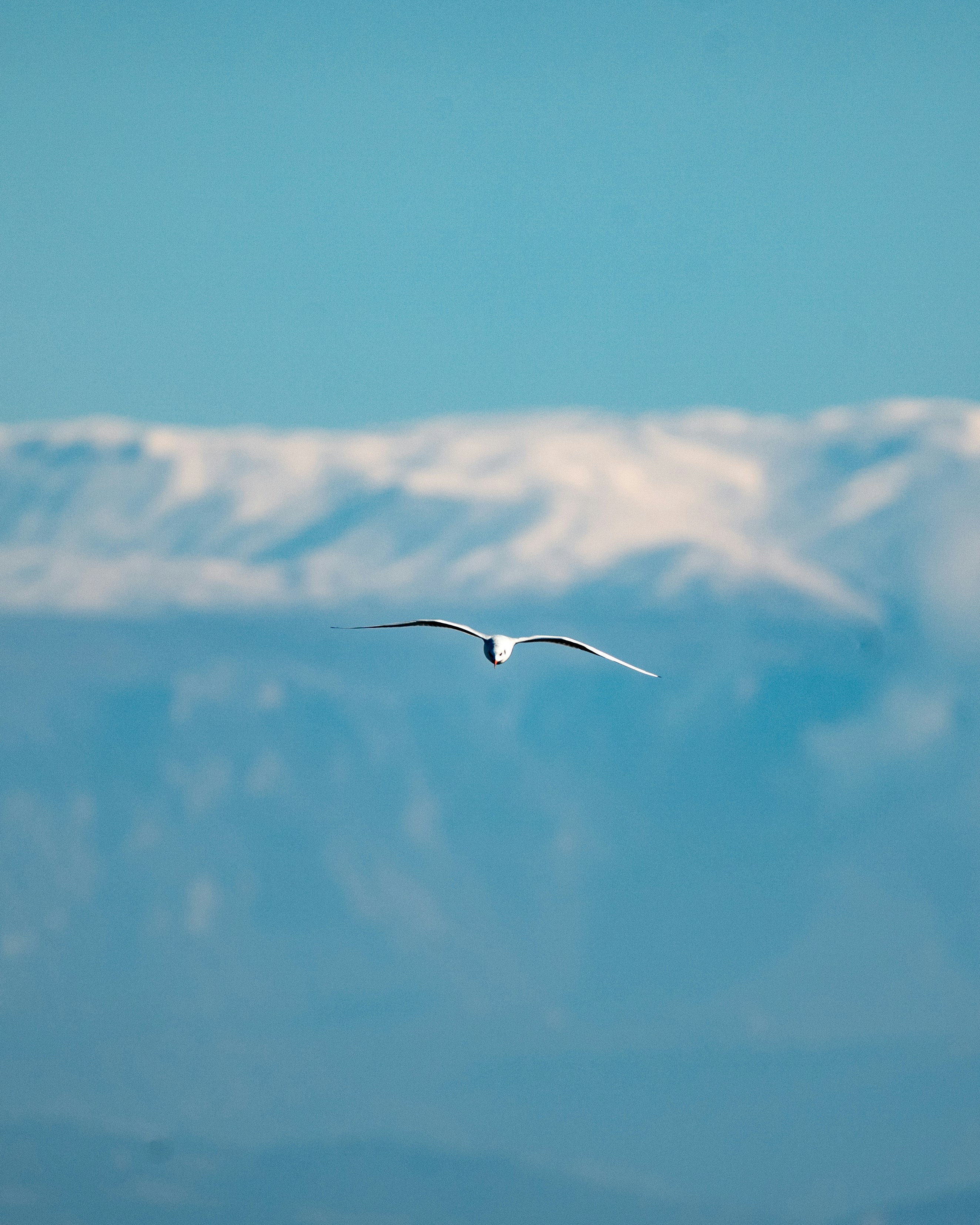 A white seagull flying against a blue sky and distant snow-capped mountains