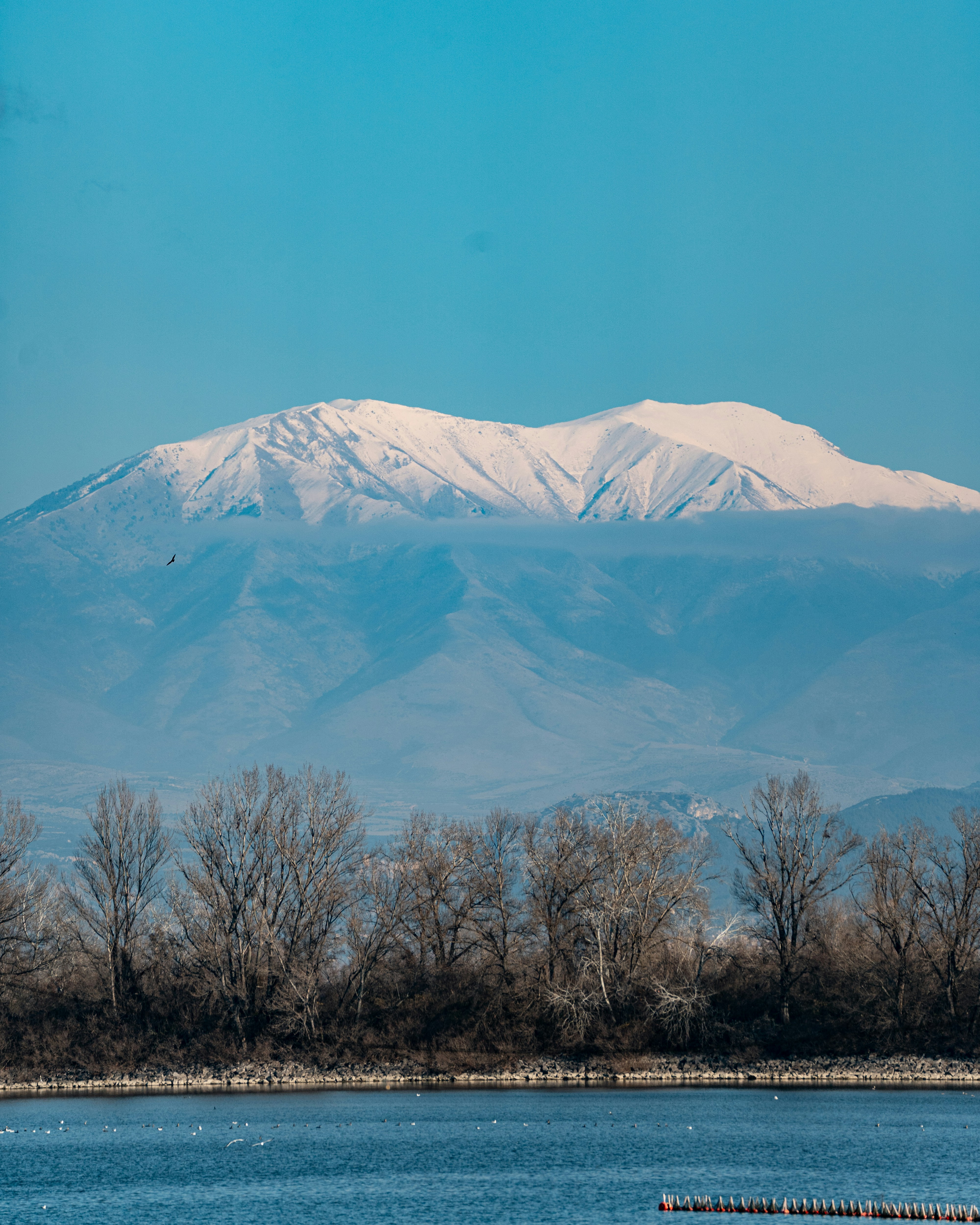 Snow-capped mountain peak rising above a line of bare trees and water