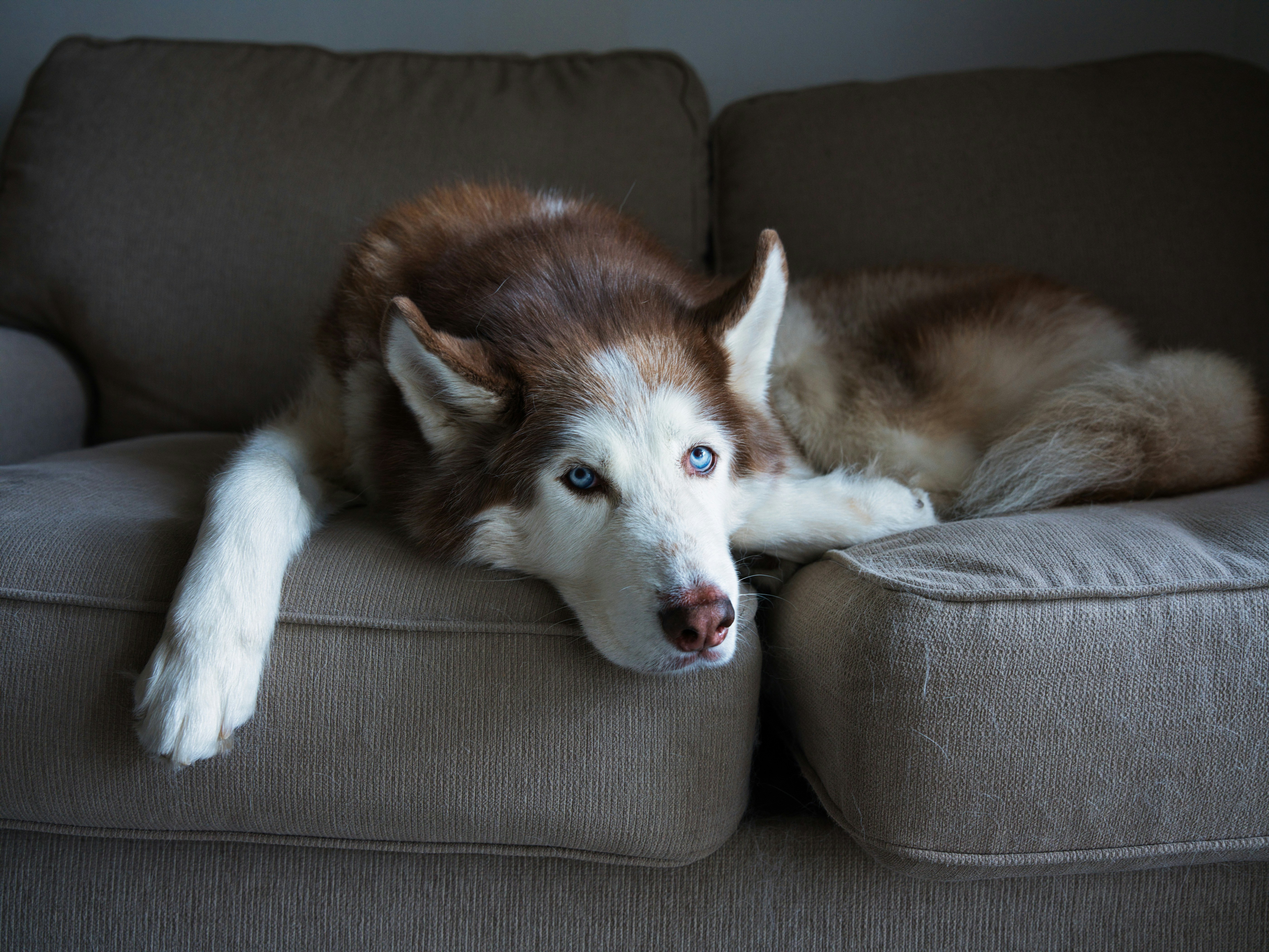 Un husky marrón y blanco con ojos azul brillante descansando en un sofá beige
