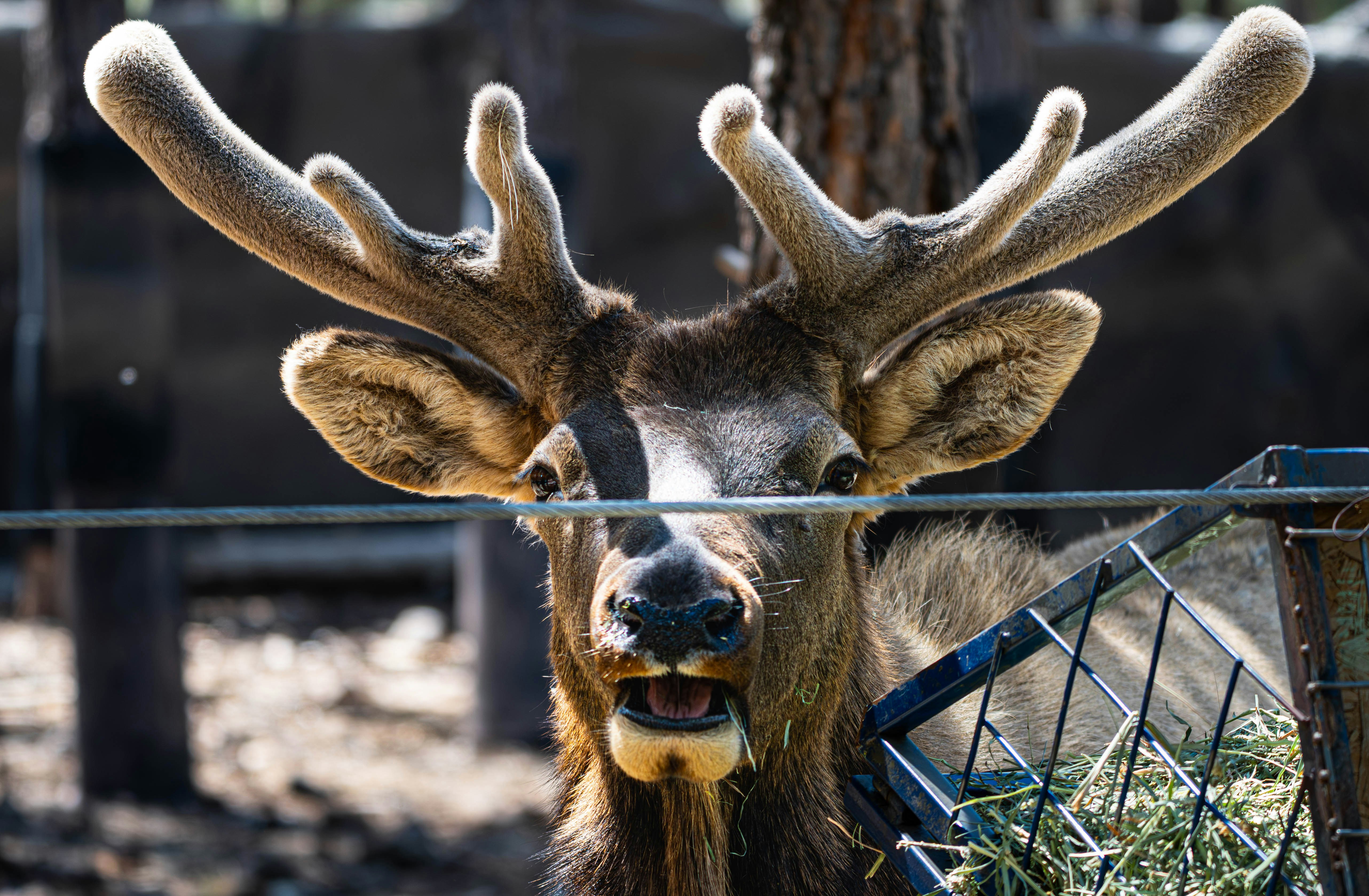 A close-up of an elk with velvet antlers eating hay from a metal feeder