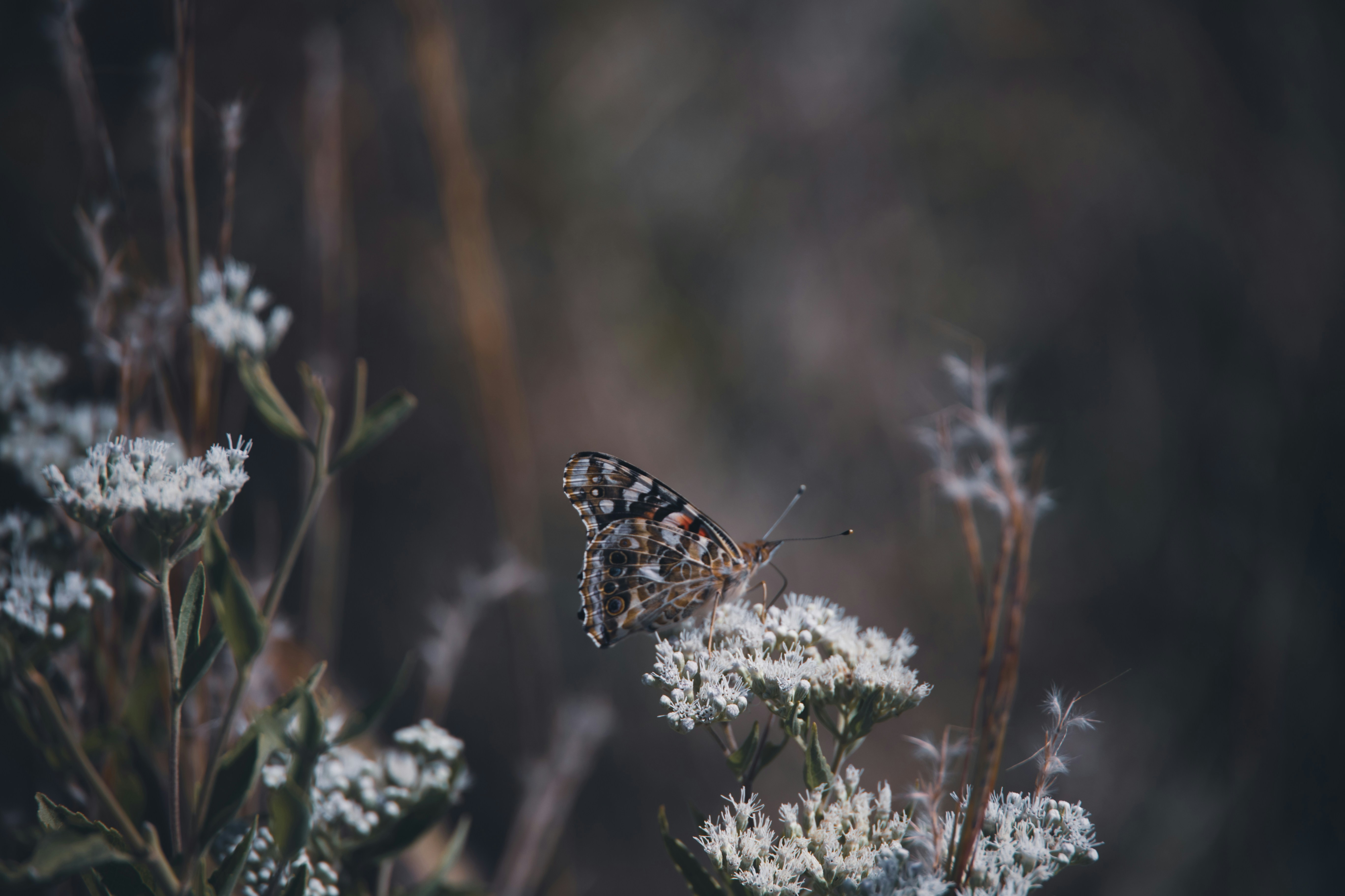 A painted lady butterfly resting on a cluster of small white flowers
