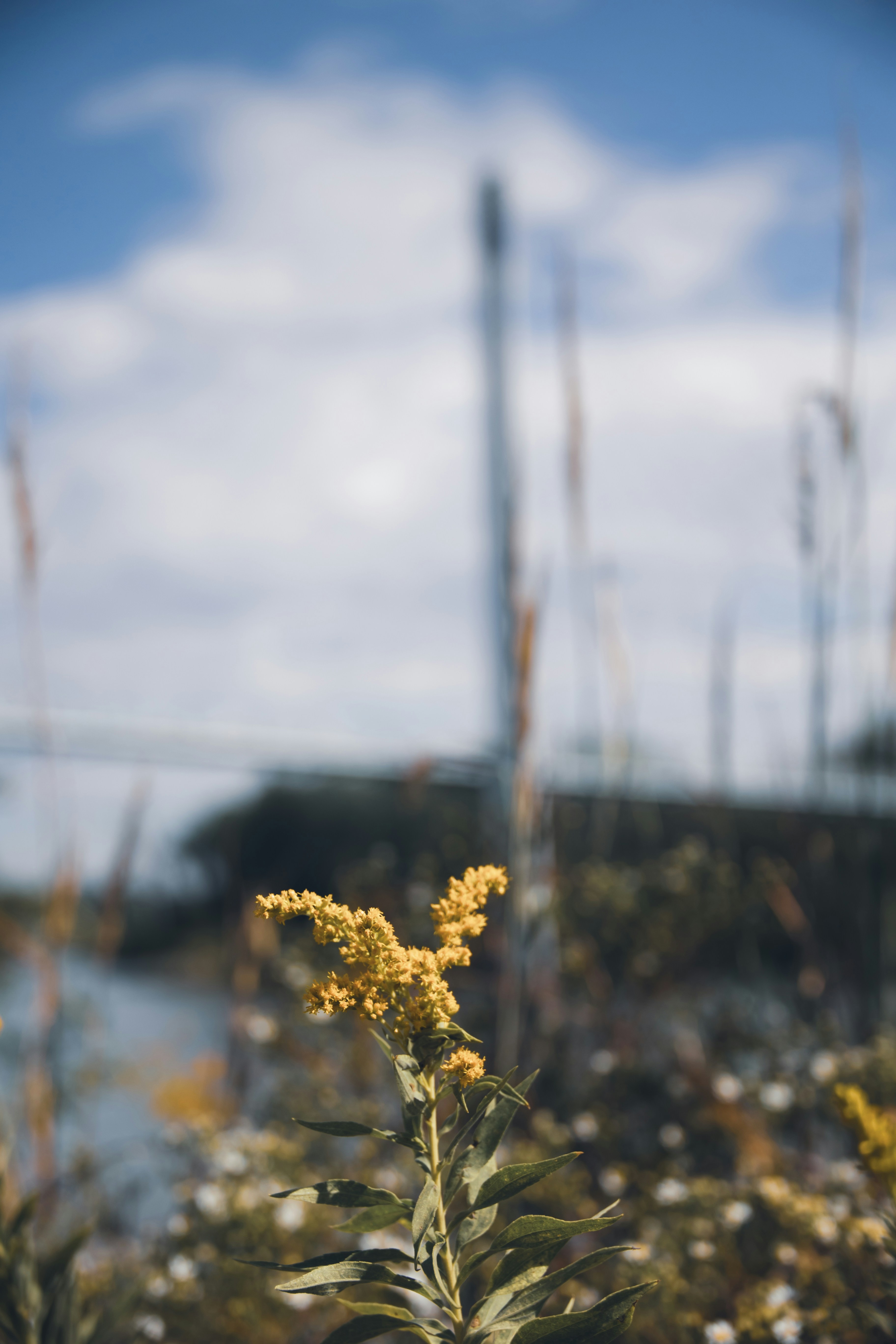 A yellow goldenrod flower in focus against a blurred river and bridge background